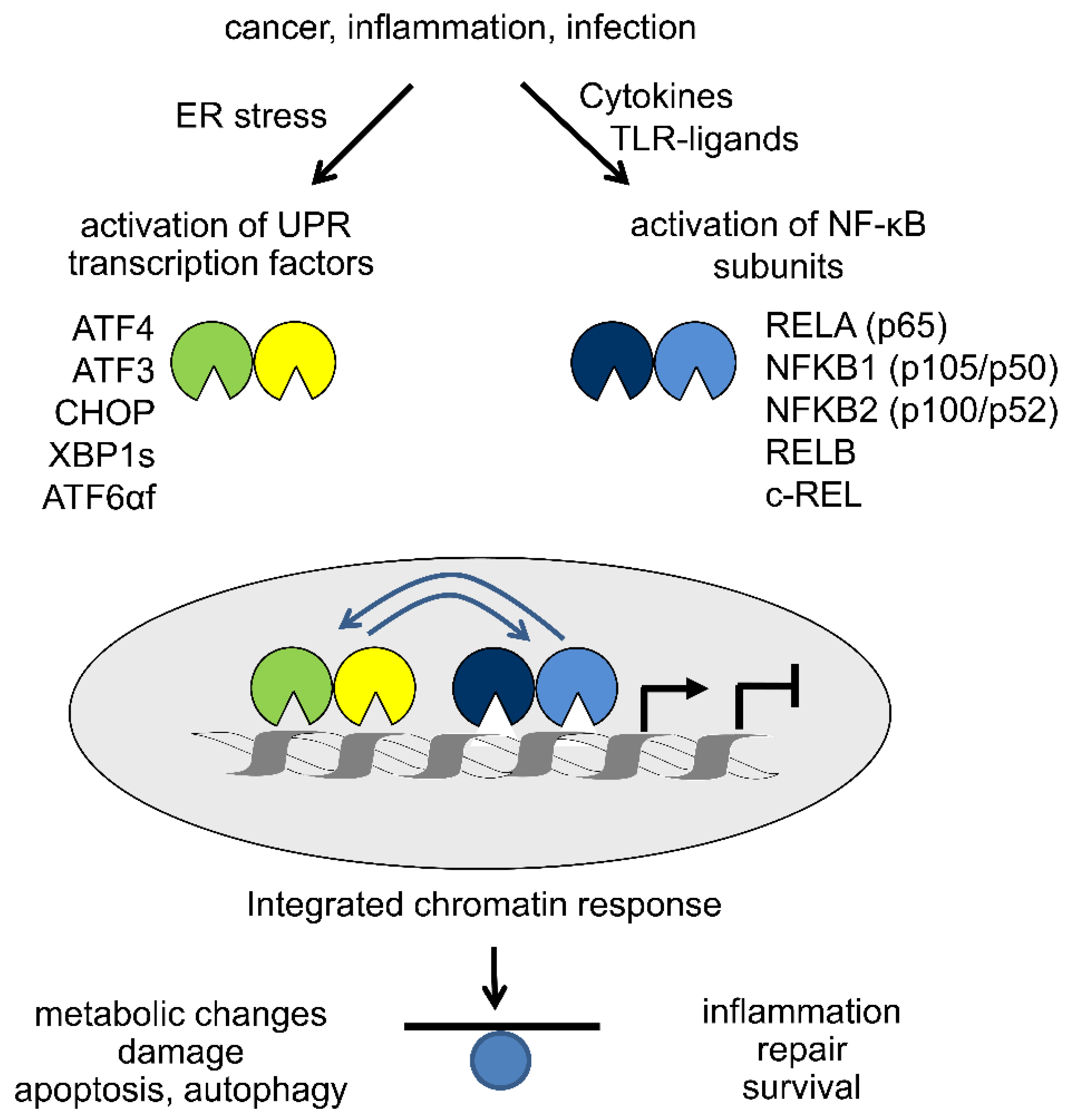 Zinc Finger Transcription Factor MZF1—A Specific Regulator