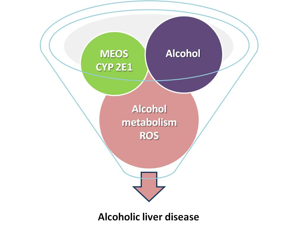 alcohol metabolism chart