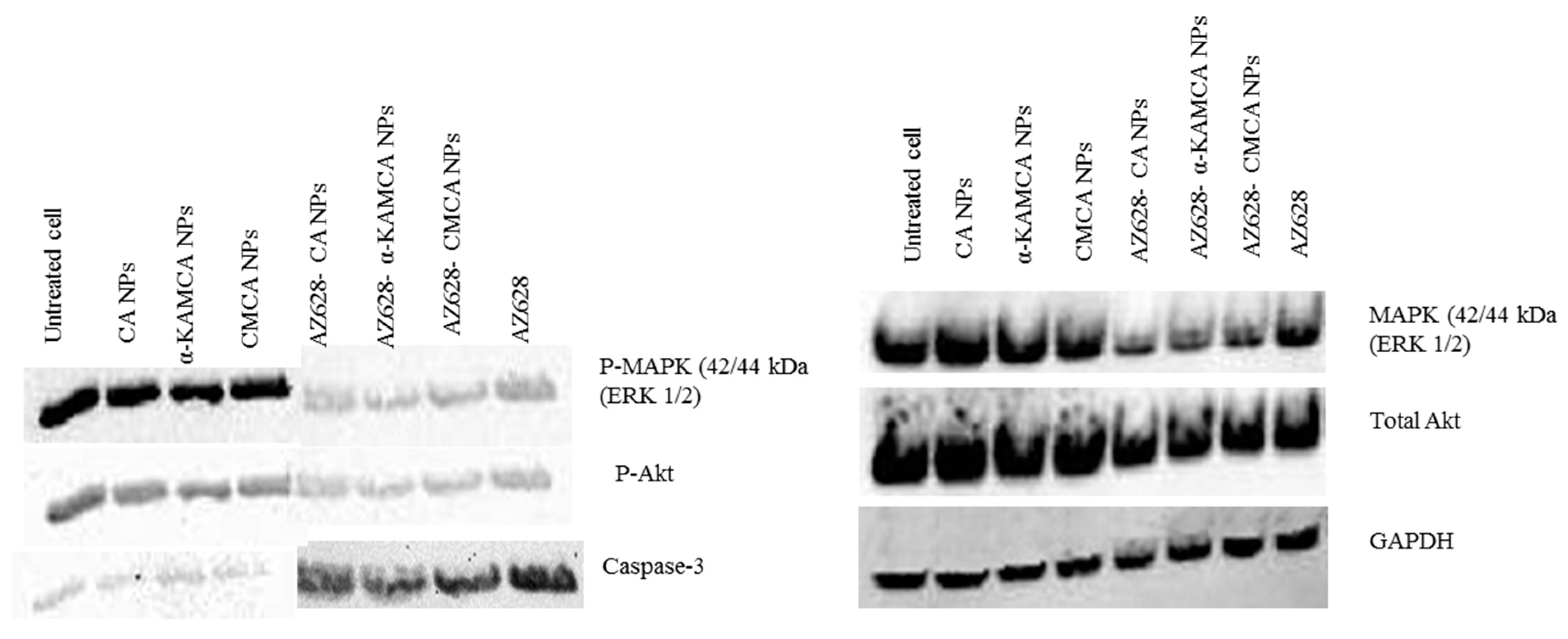 Biomedicines 07 00004 g011