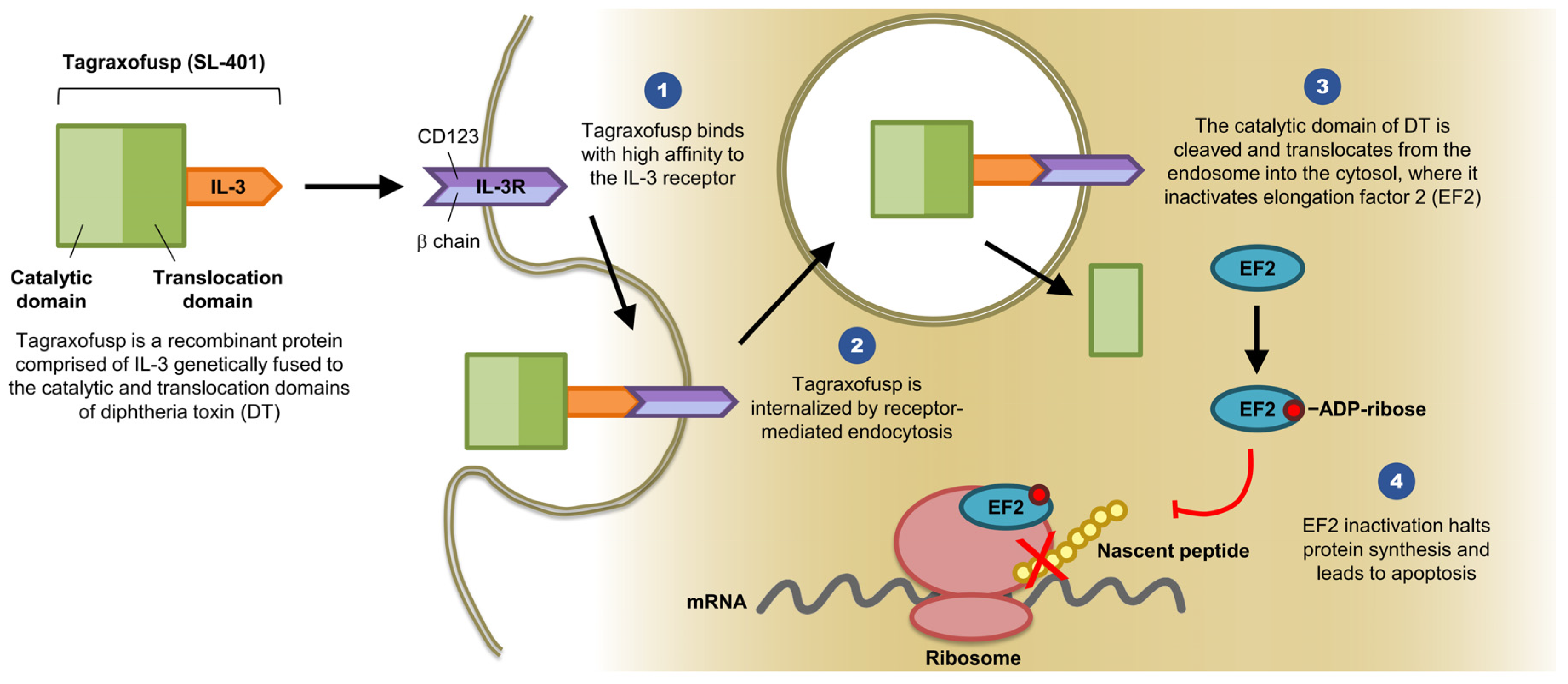 Biomedicines Free Full-Text Clinical Activity and Tolerability of  SL-401 (Tagraxofusp): Recombinant Diphtheria Toxin and Interleukin-3 in  Hematologic Malignancies