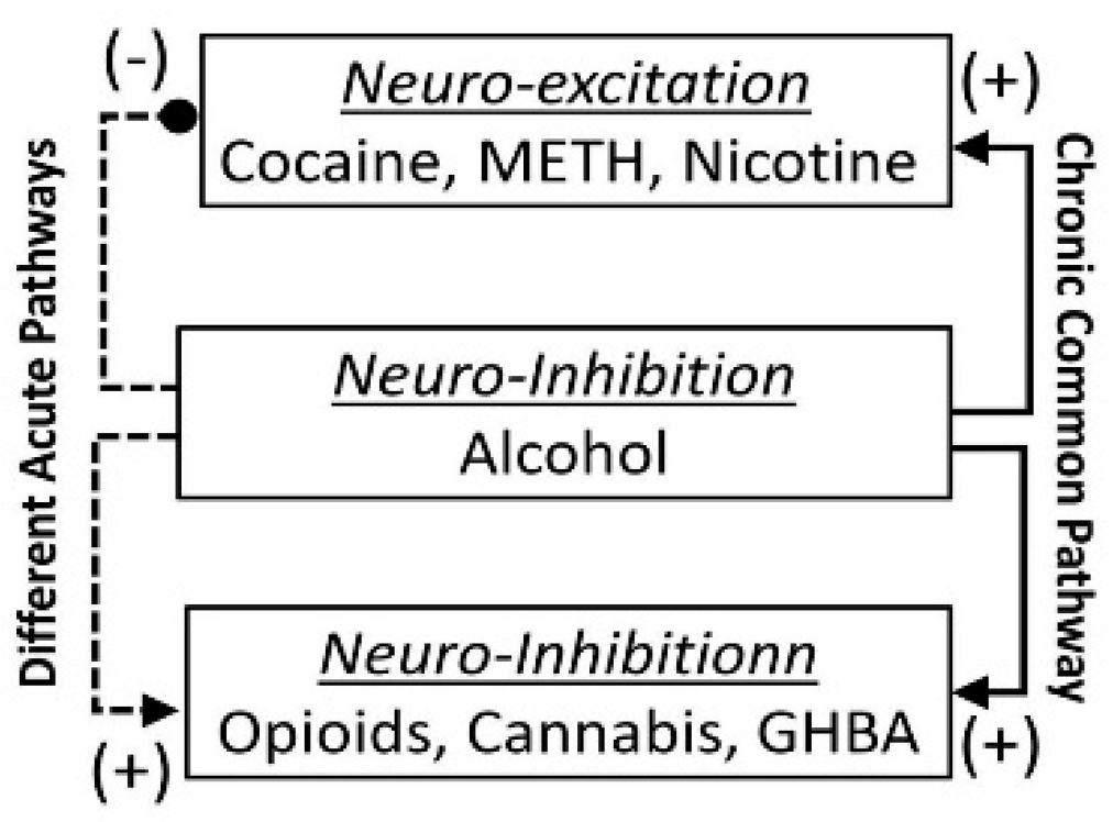 Biomedicines 07 00016 g003