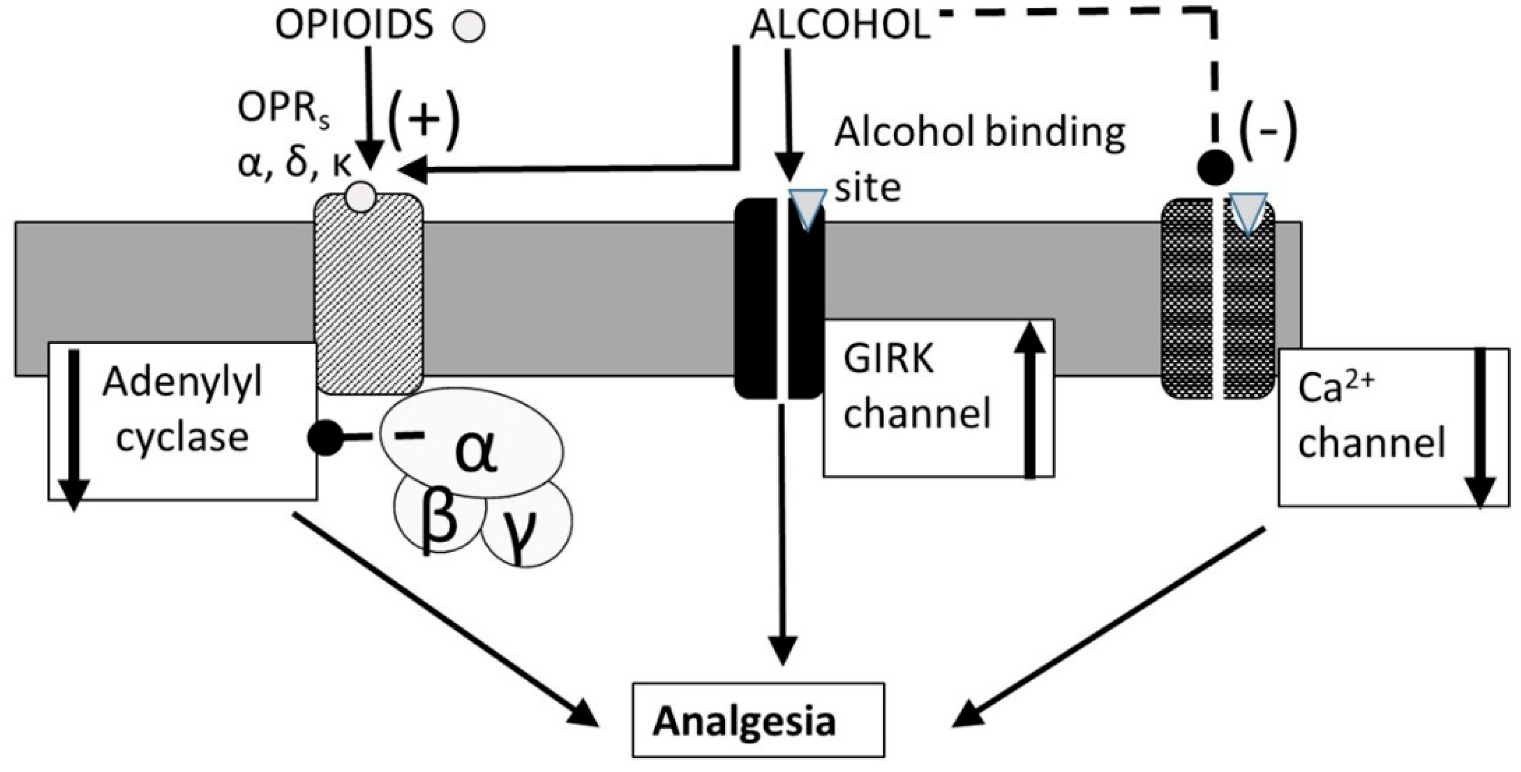 Biomedicines 07 00016 g012