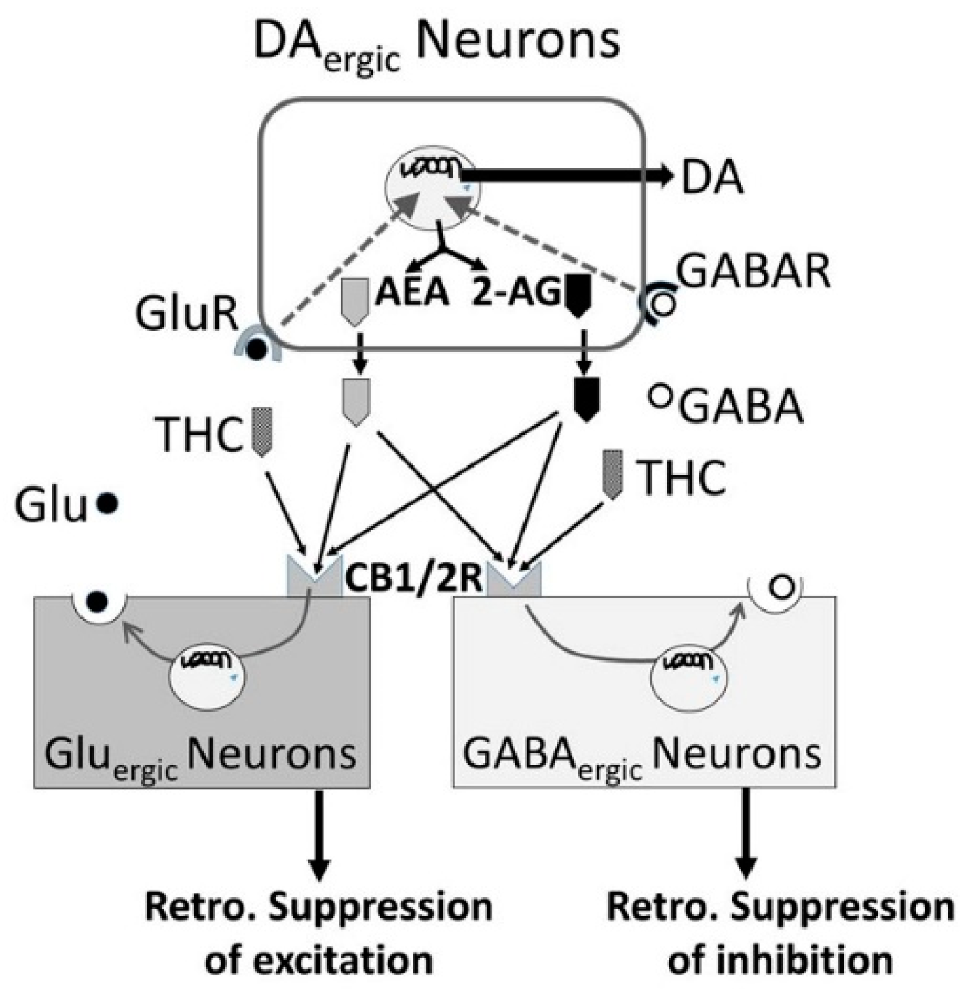 Biomedicines 07 00016 g015