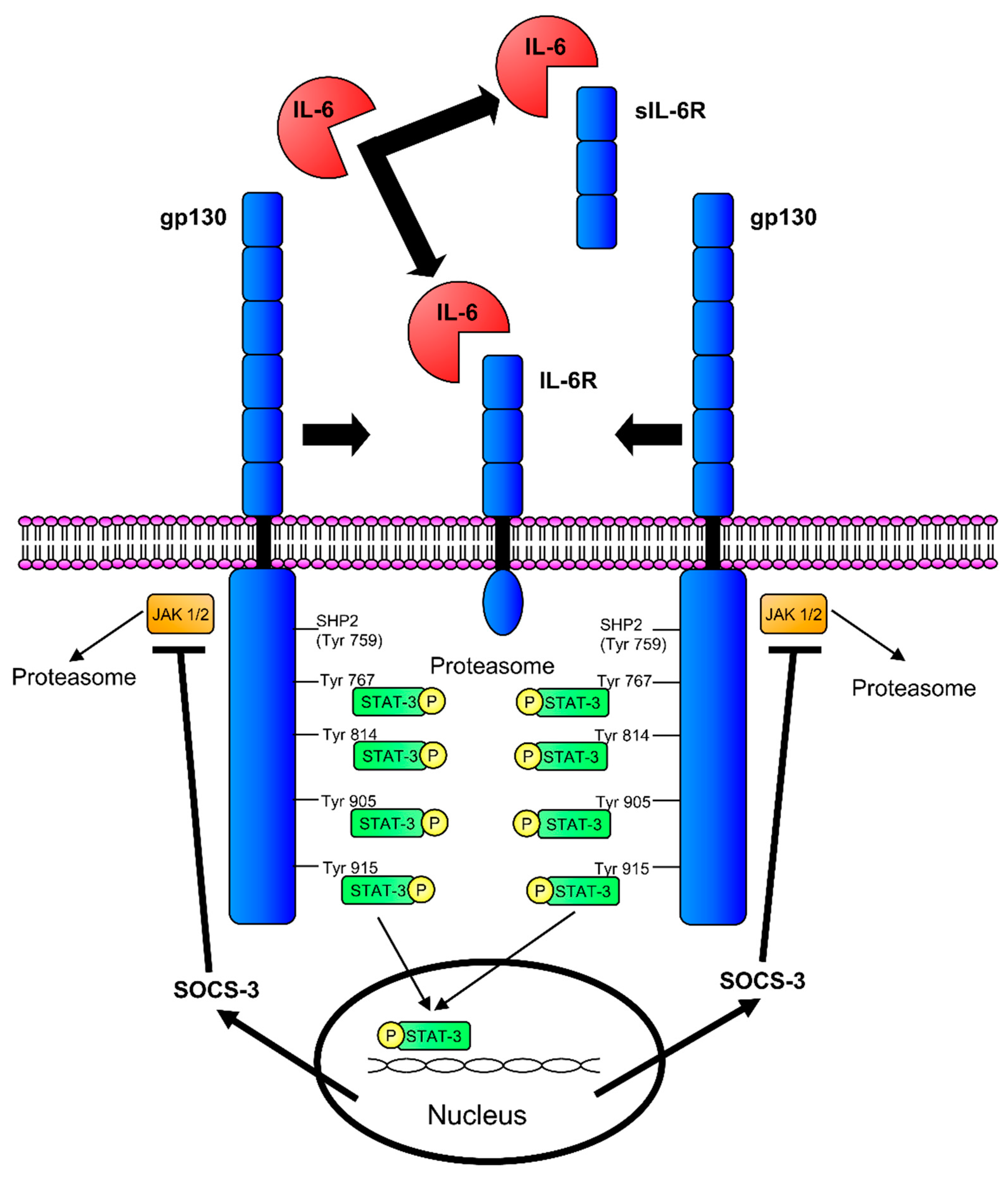 Biomedicines 07 00019 g001