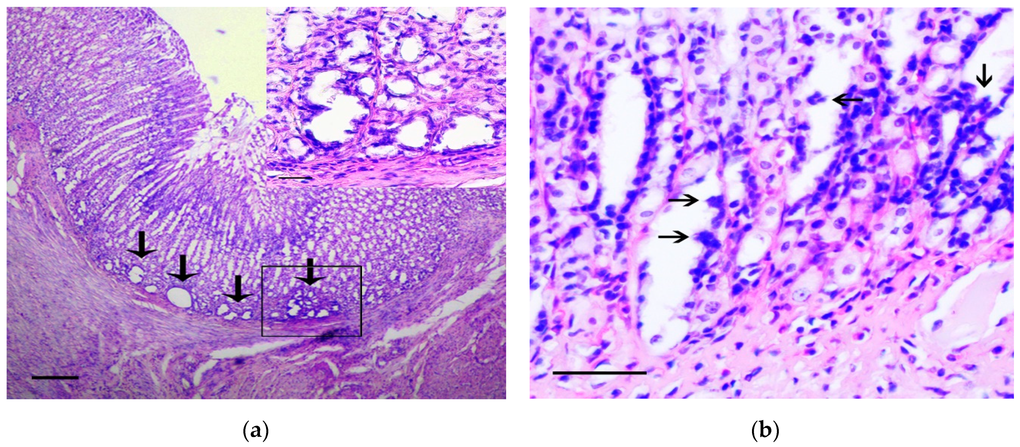 Biomedicines 07 00021 g002a
