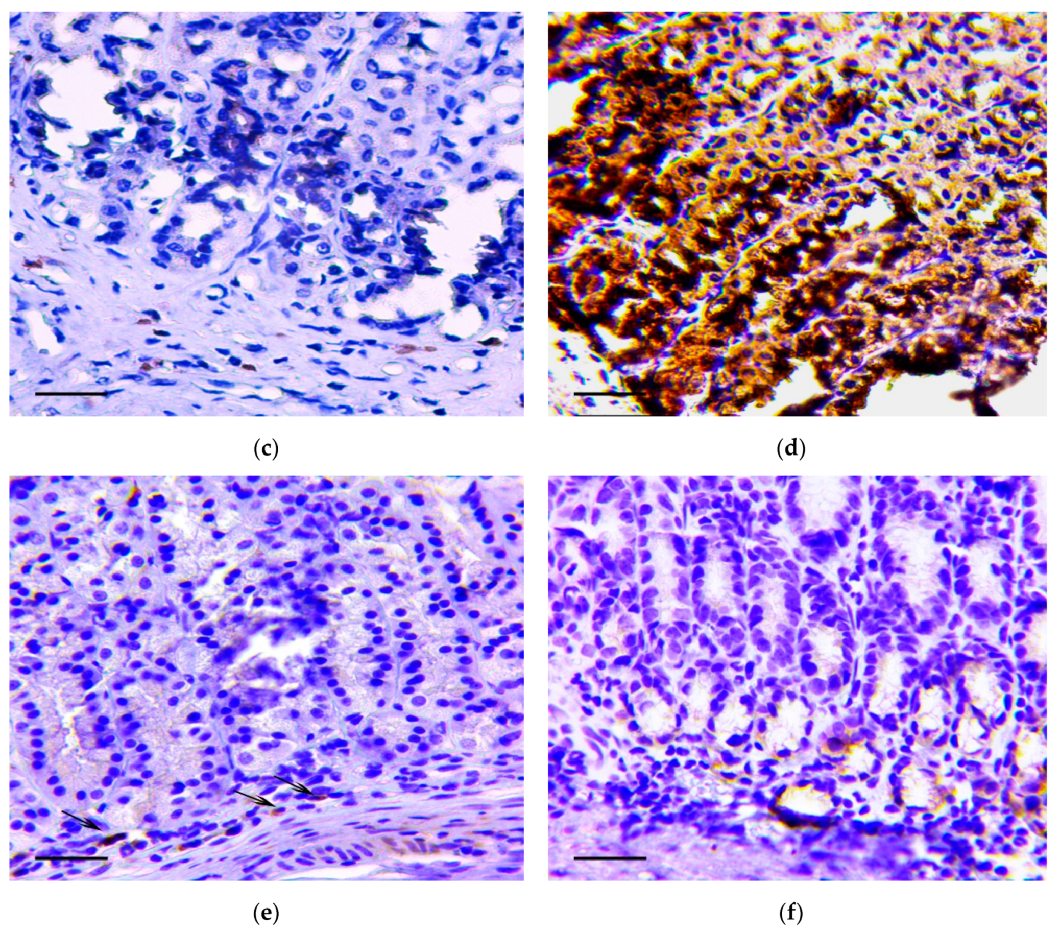 Biomedicines 07 00021 g002b