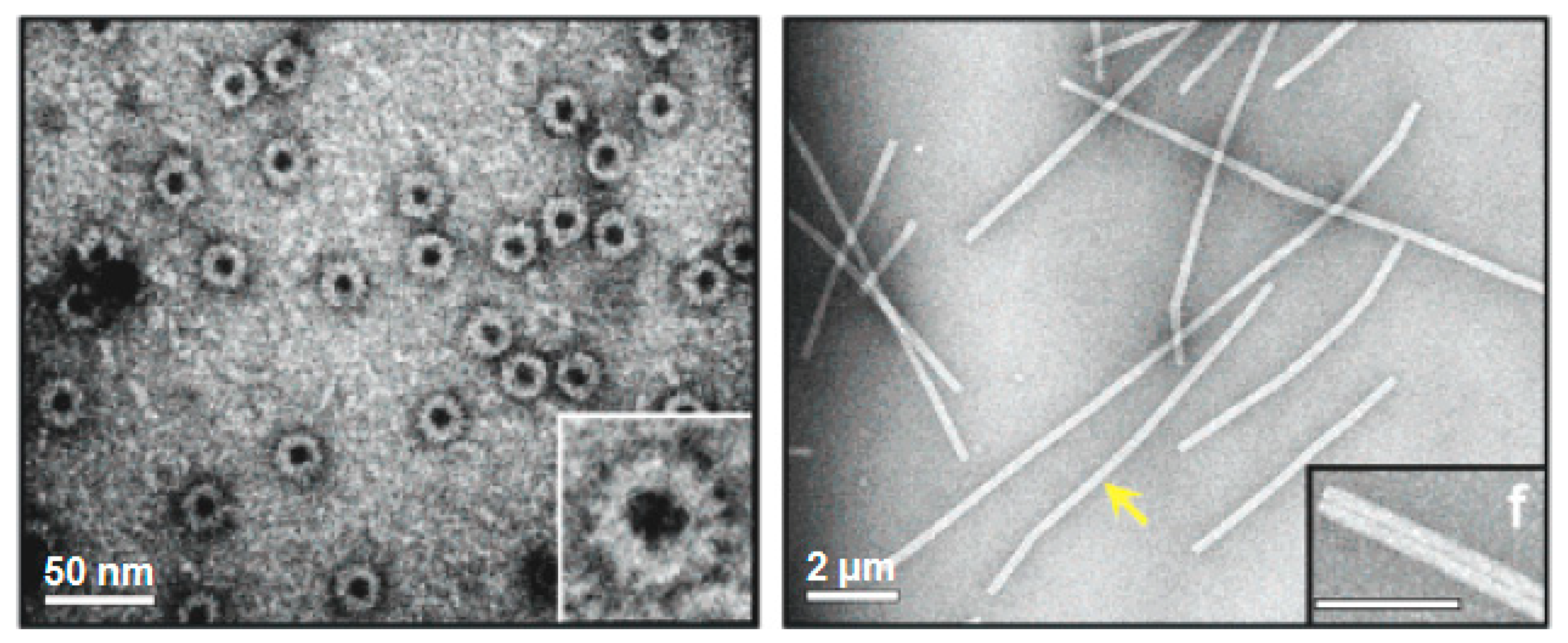 Biomedicines 07 00046 g003 Biomedicines 07 00046 g003