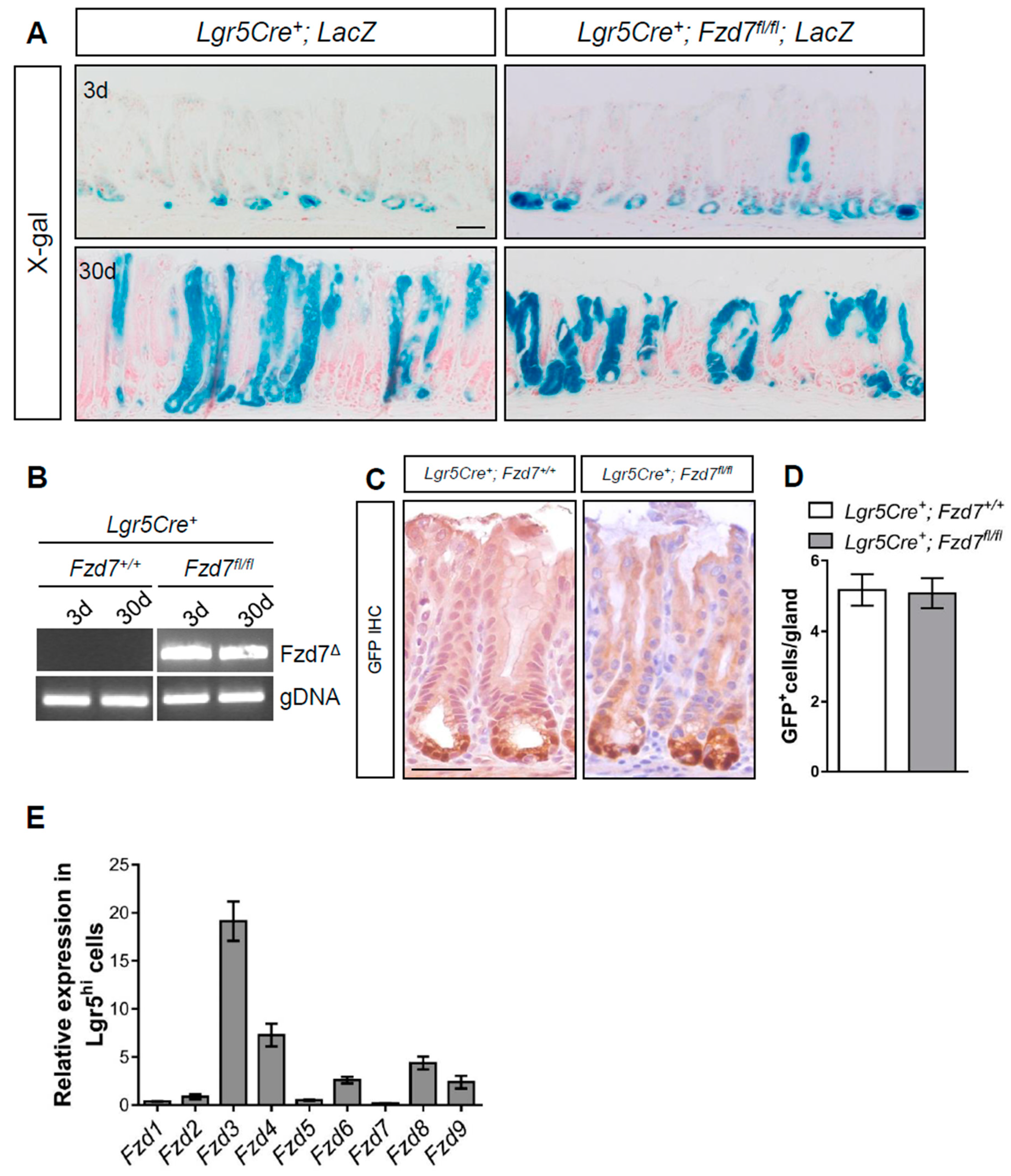 Biomedicines 07 00050 g001