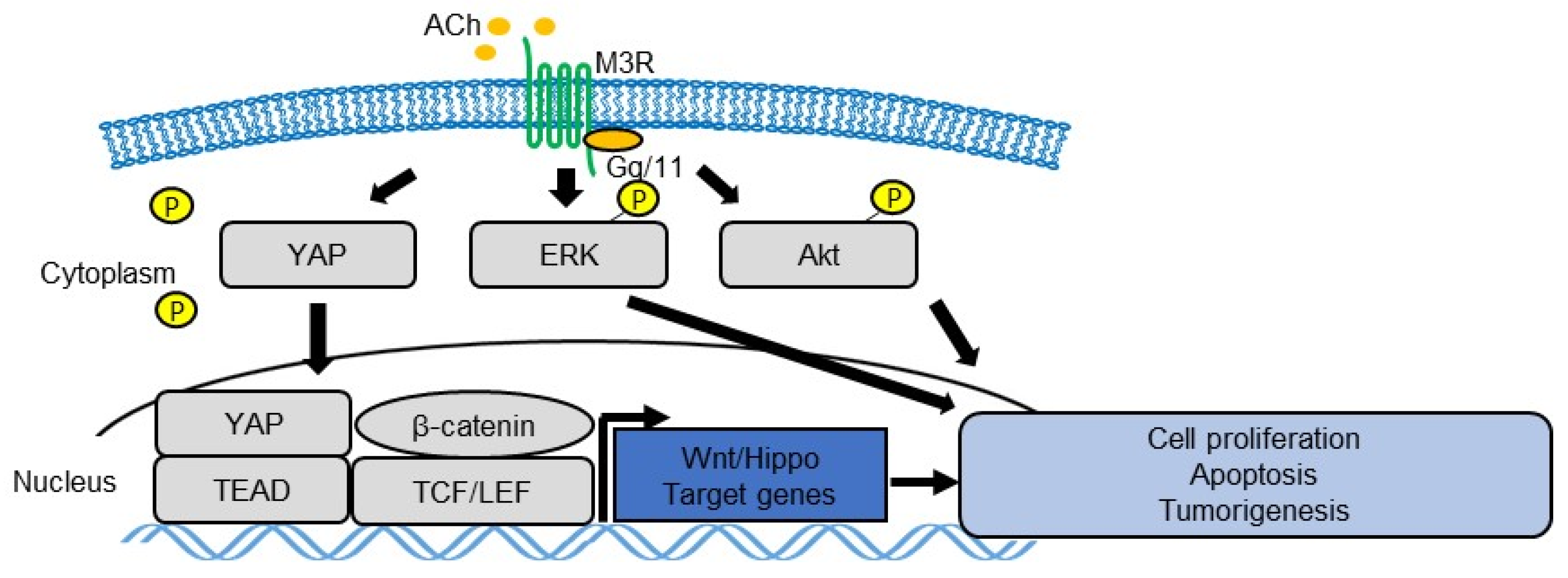 Biomedicines 07 00058 g001 Biomedicines 07 00058 g001
