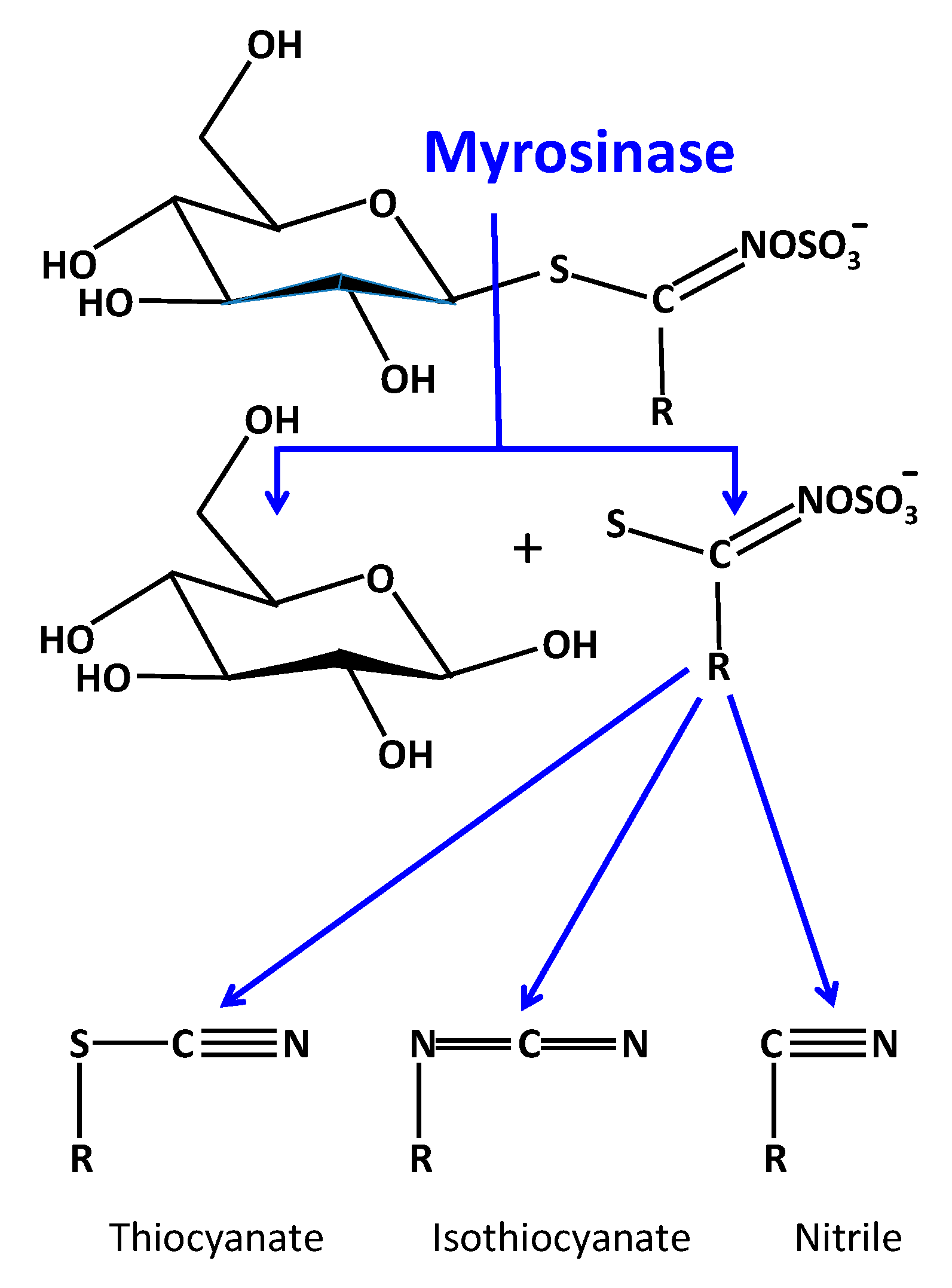 Biomedicines 07 00062 g002