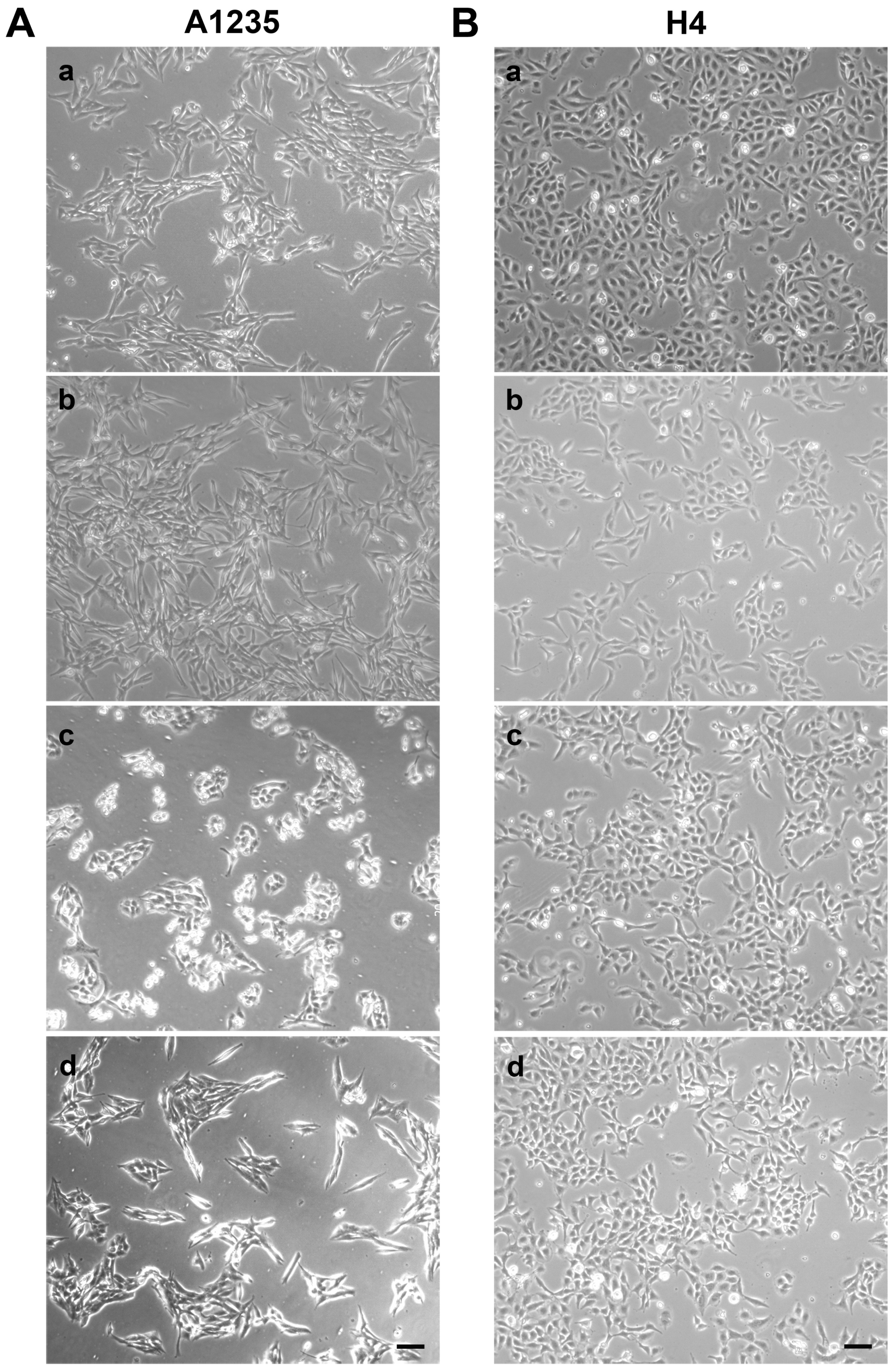 Biomedicines 07 00070 g002