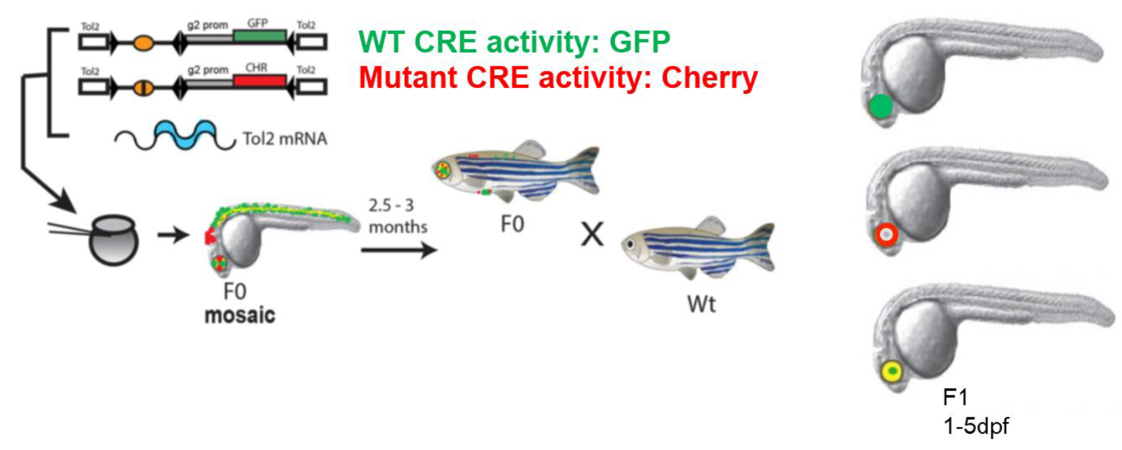 Biomedicines 07 00071 g001