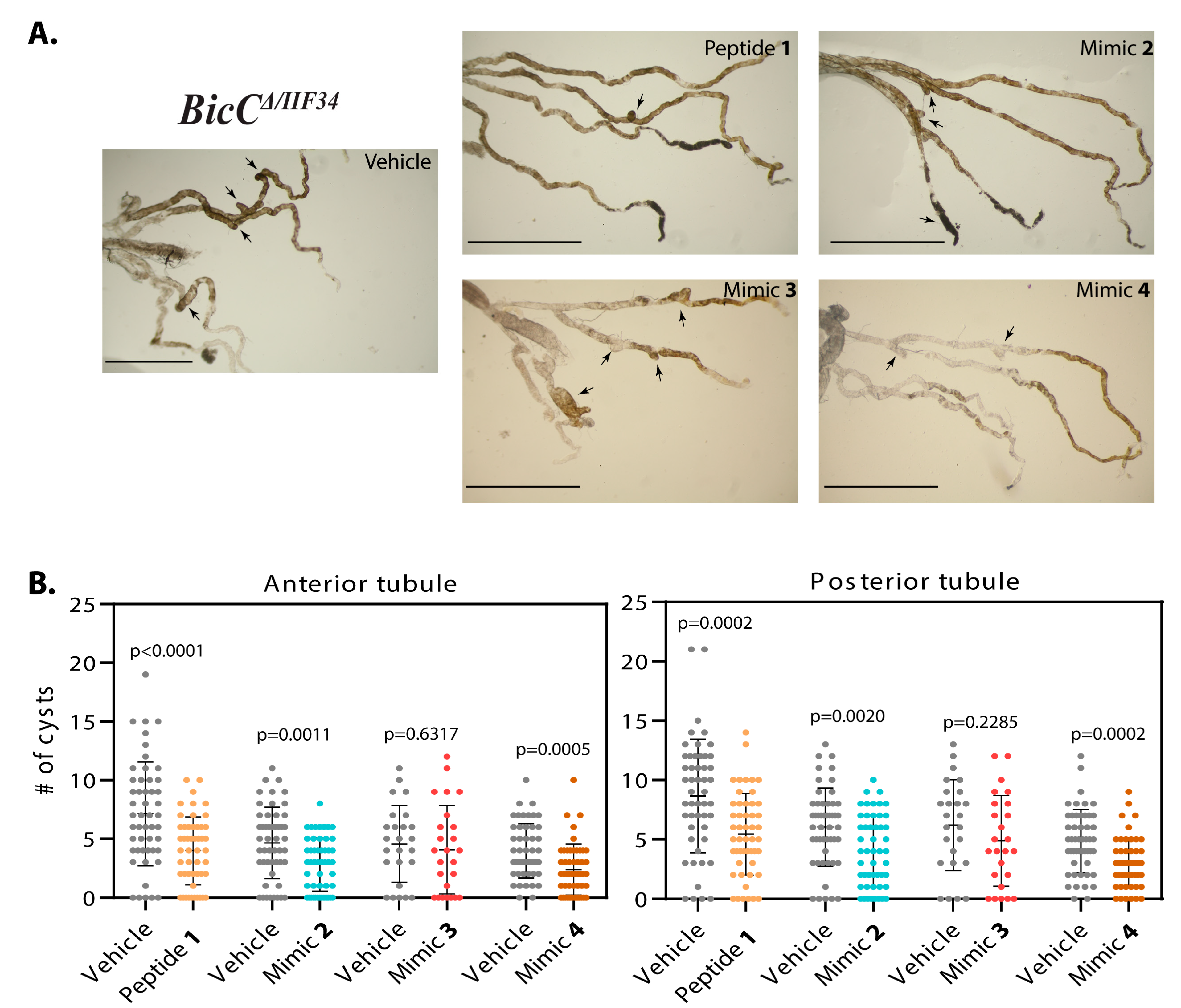 Biomedicines 07 00082 g004