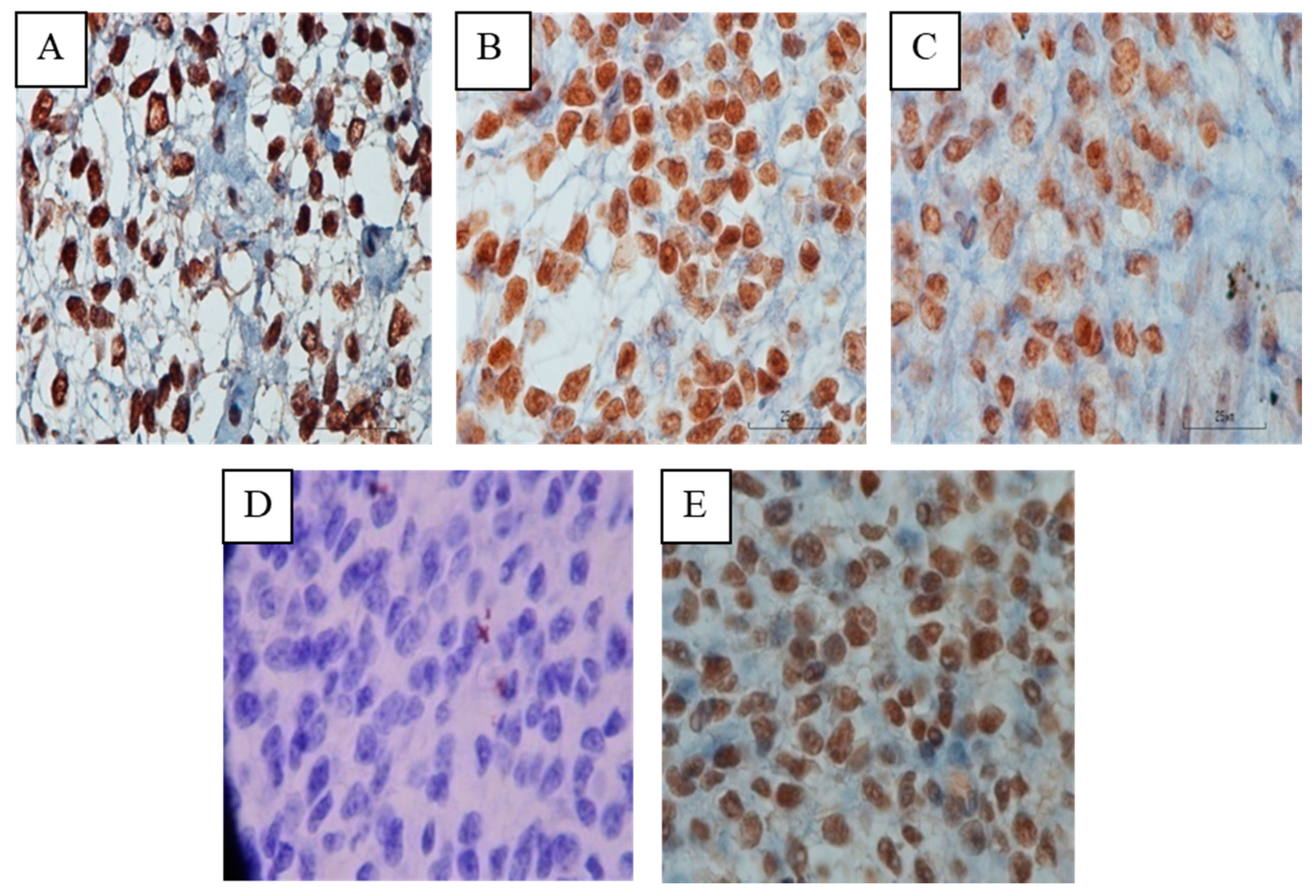 Biomedicines 07 00083 g004