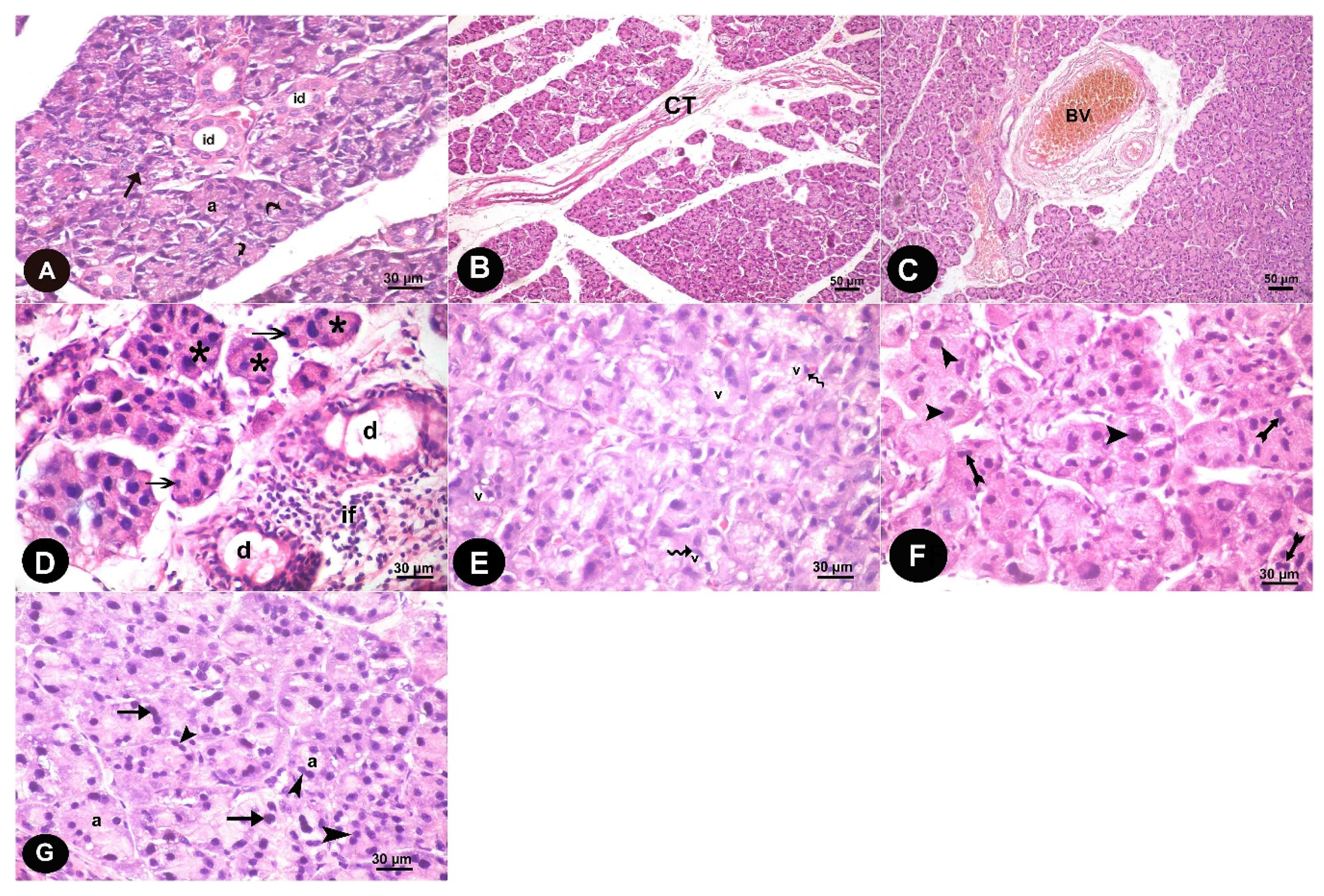 Biomedicines 07 00084 g001