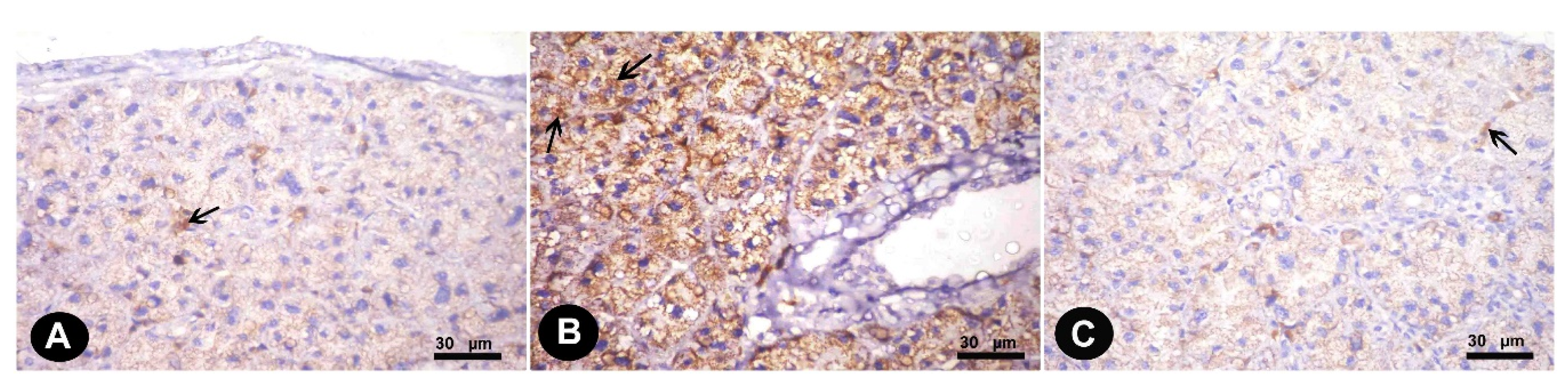 Biomedicines 07 00084 g002