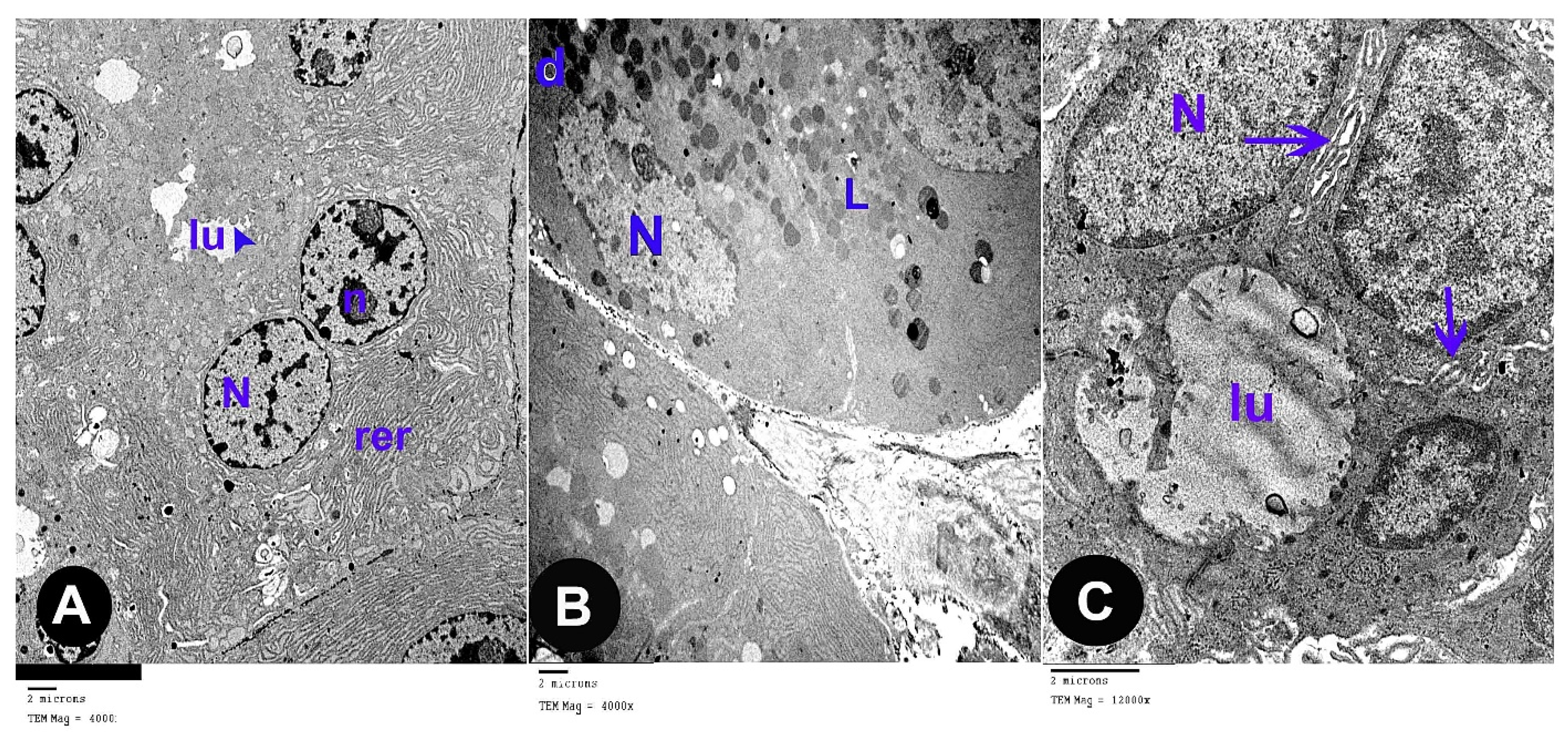 Biomedicines 07 00084 g003