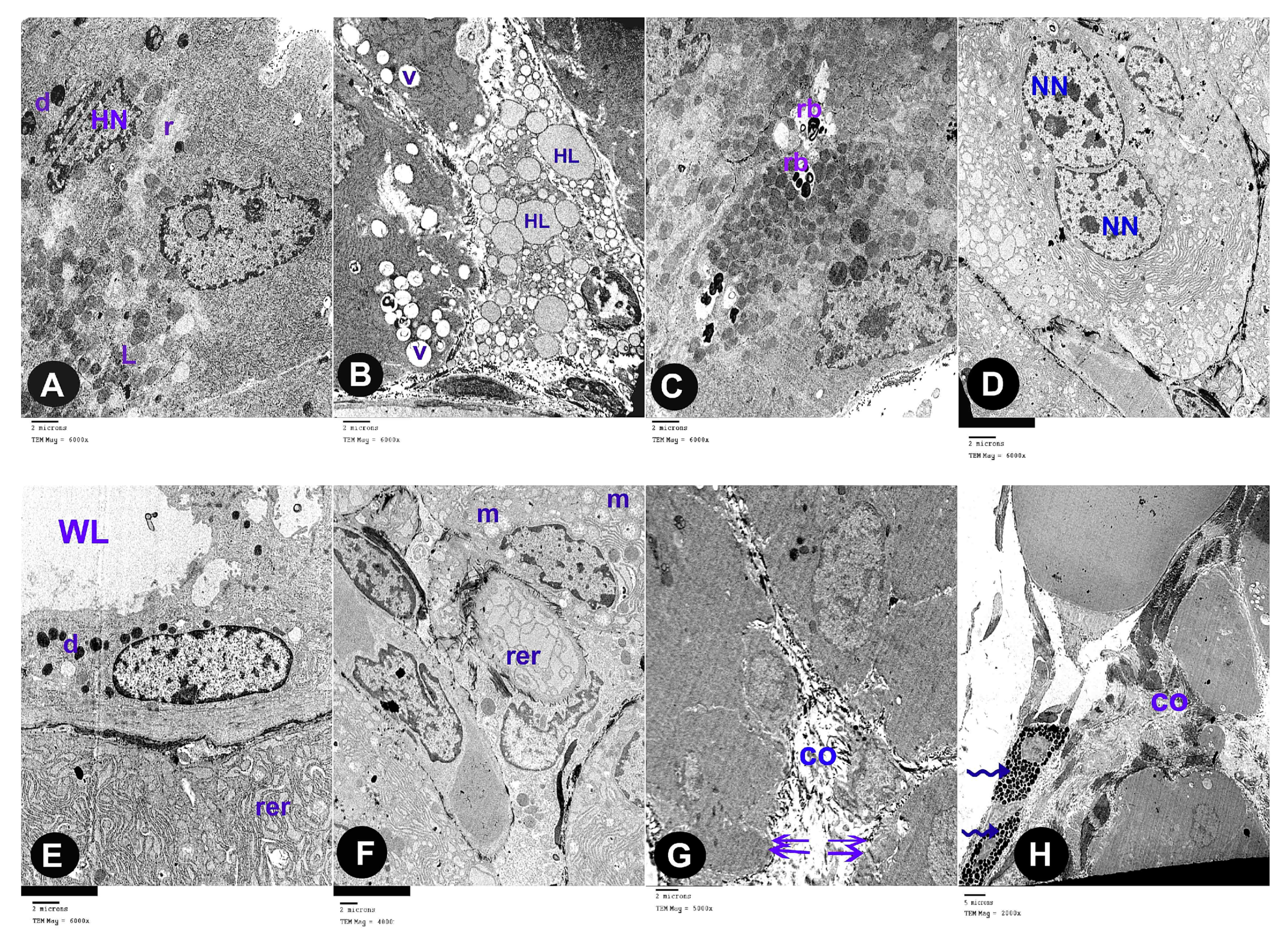 Biomedicines 07 00084 g004