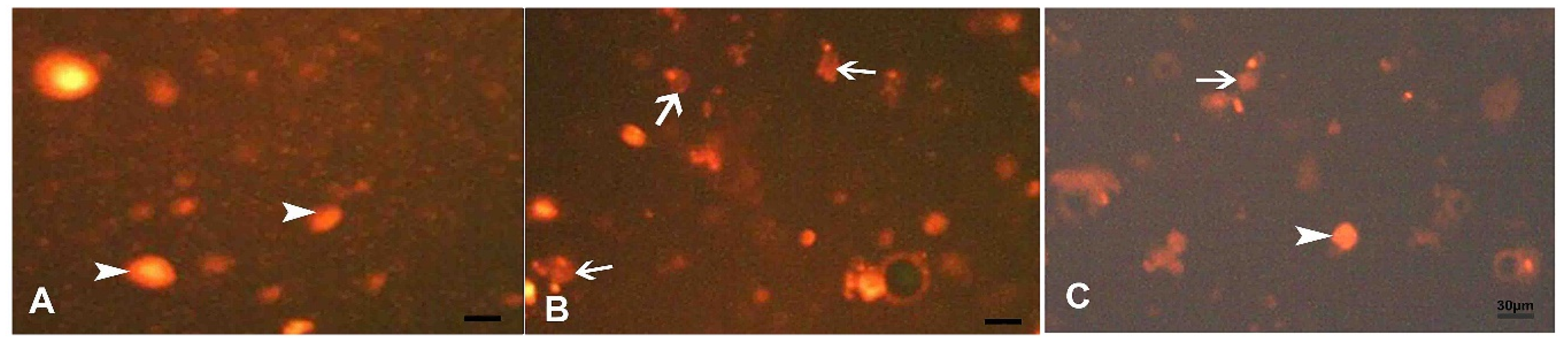 Biomedicines 07 00084 g006