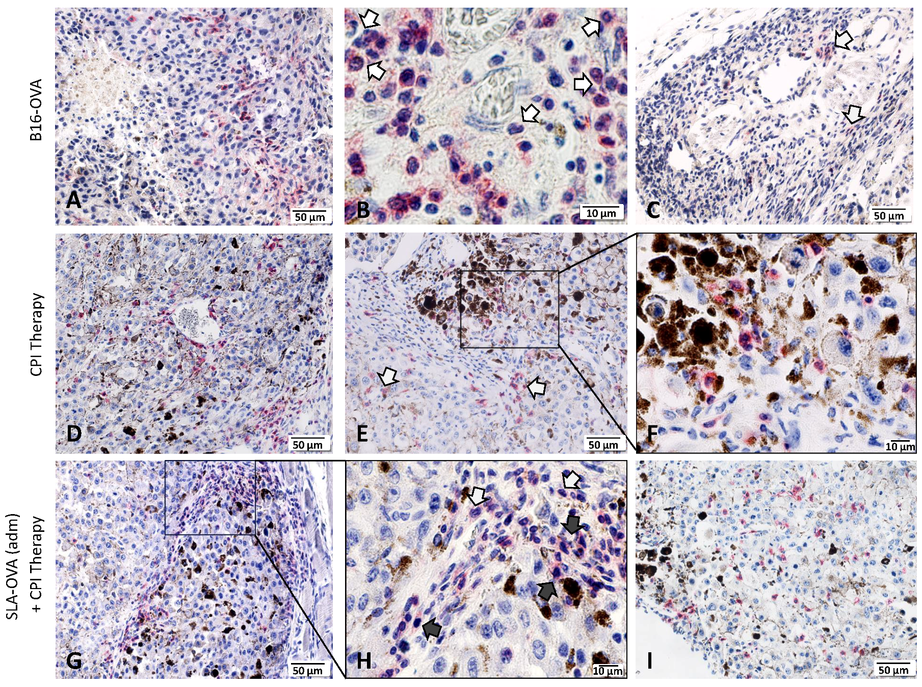 Biomedicines 07 00091 g003