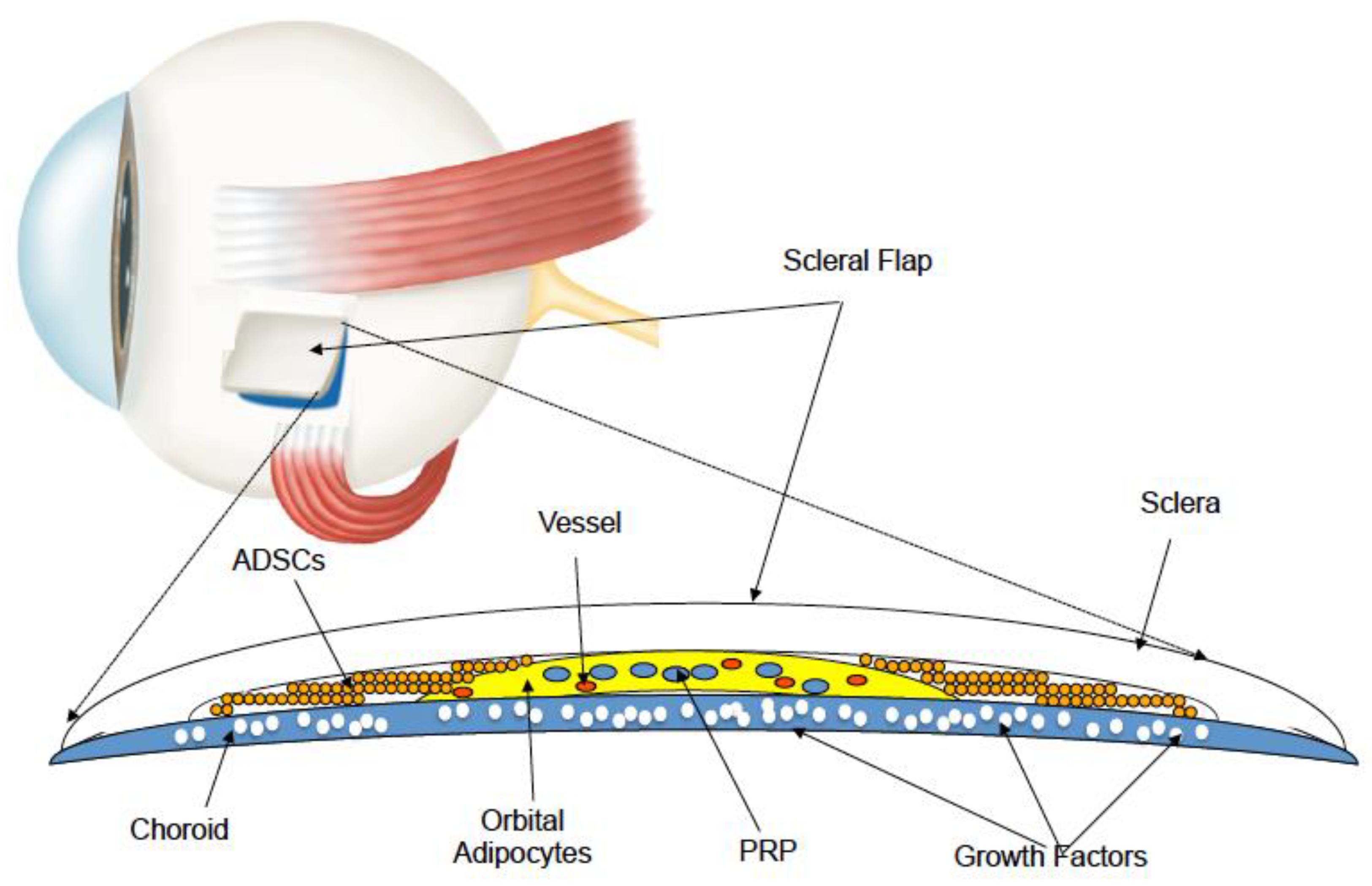 Biomedicines 07 00094 g001 Biomedicines 07 00094 g001