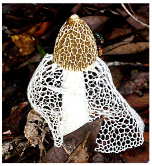 morels 2022 swiss anti aging)