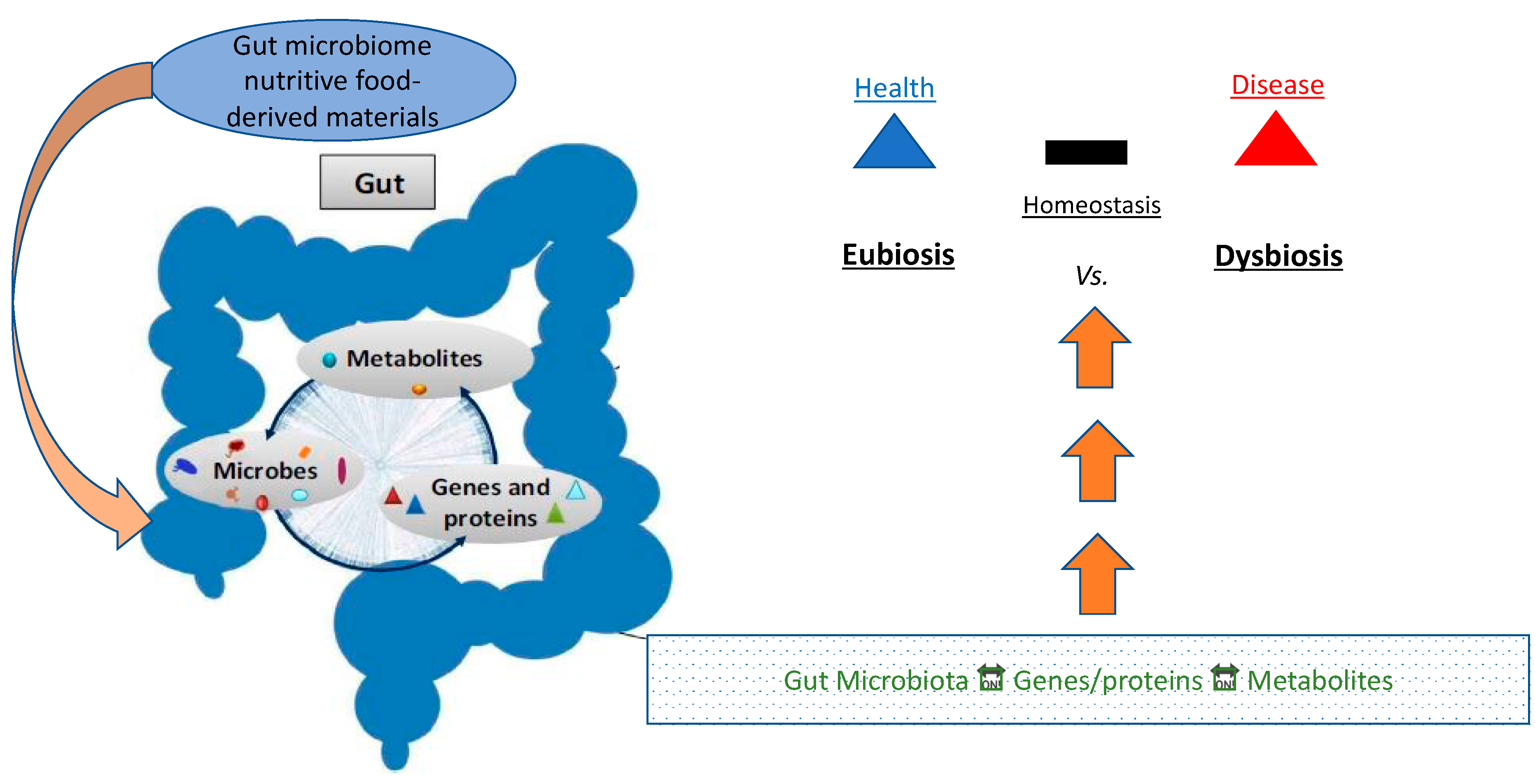 Gut Microbiota and Microbial Metabolism in Early Risk of