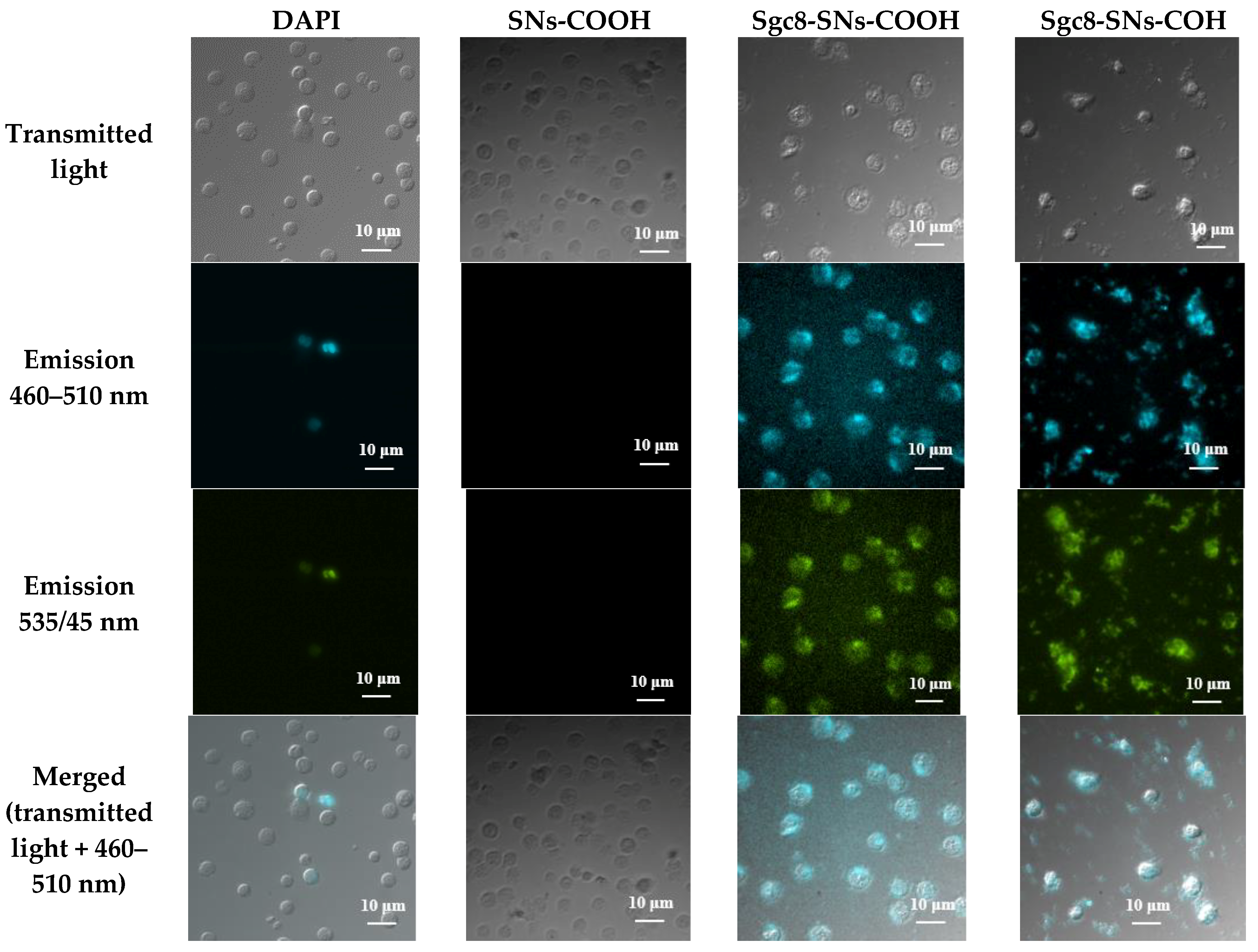 Biomedicines 08 00014 g006