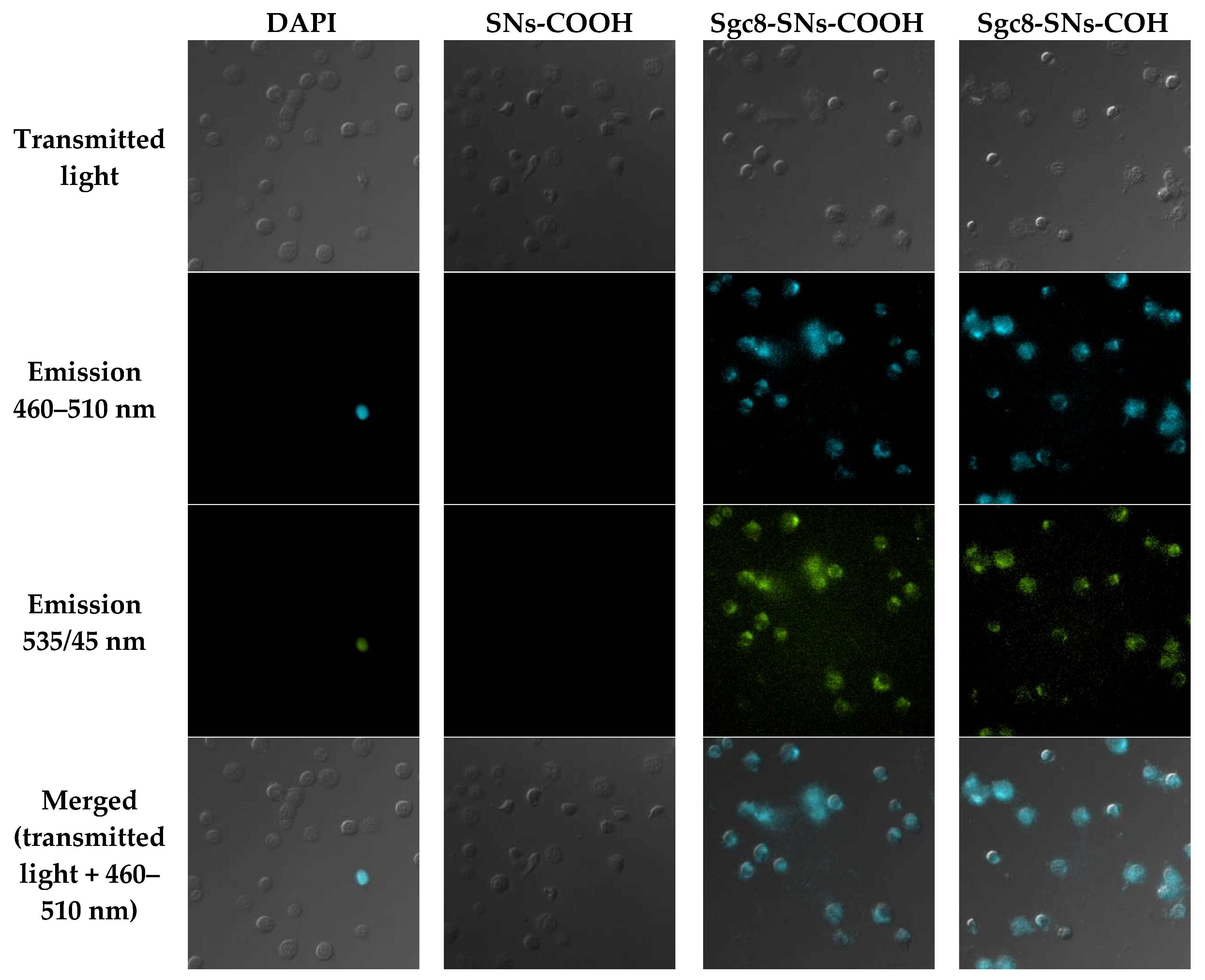 Biomedicines 08 00014 g007