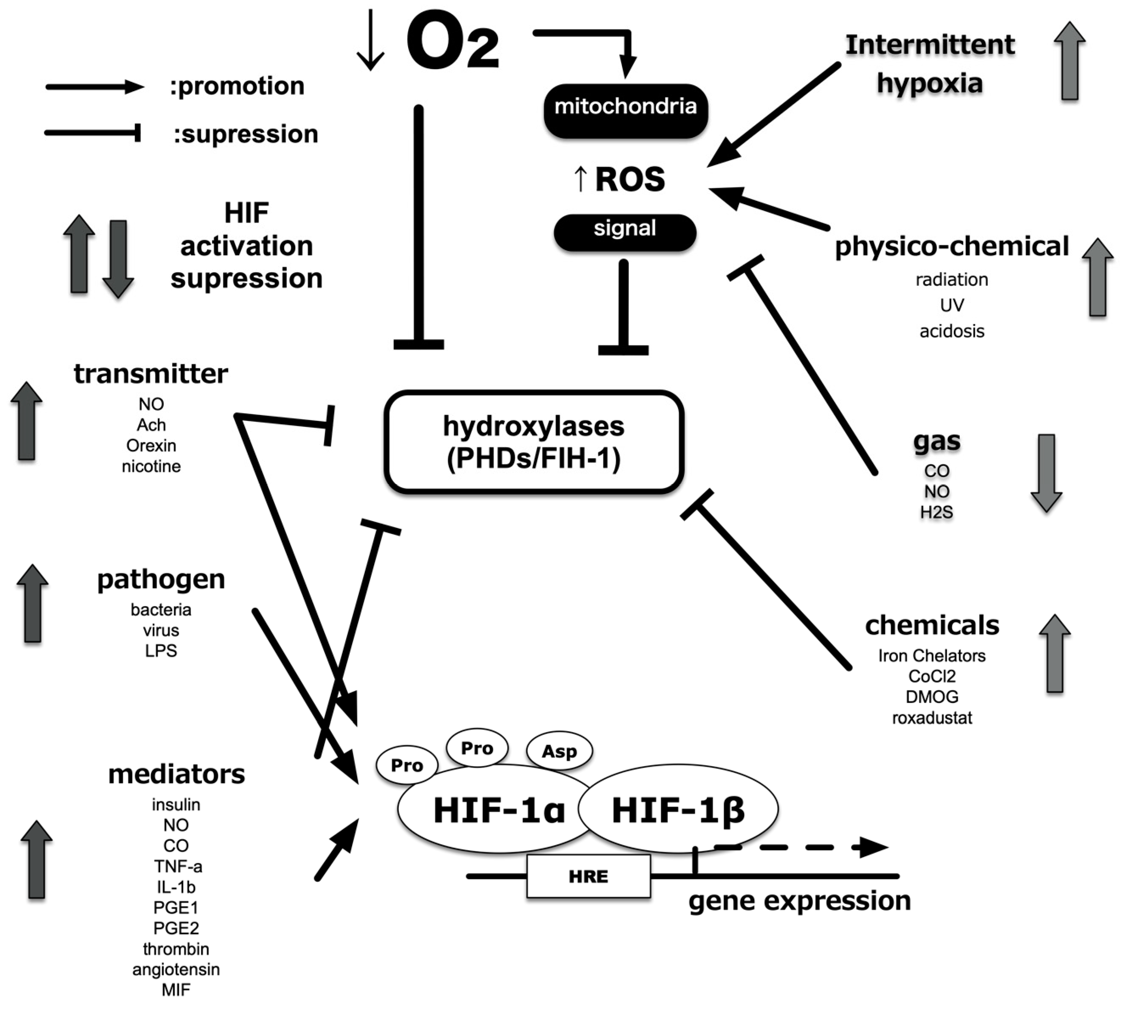 Biomedicines 08 00032 g006