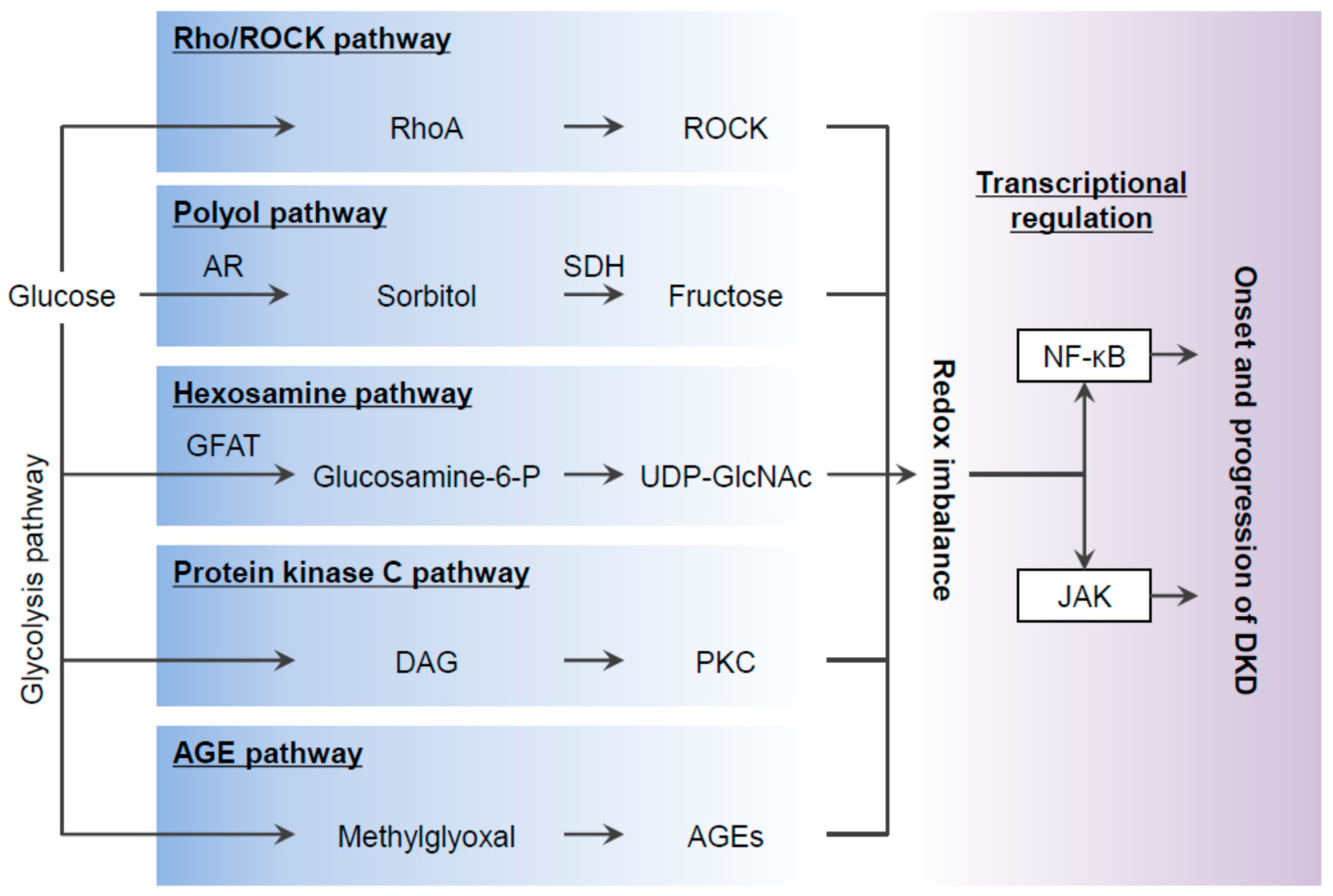 Targeting redox imbalance as an approach for diabetic kidney disease