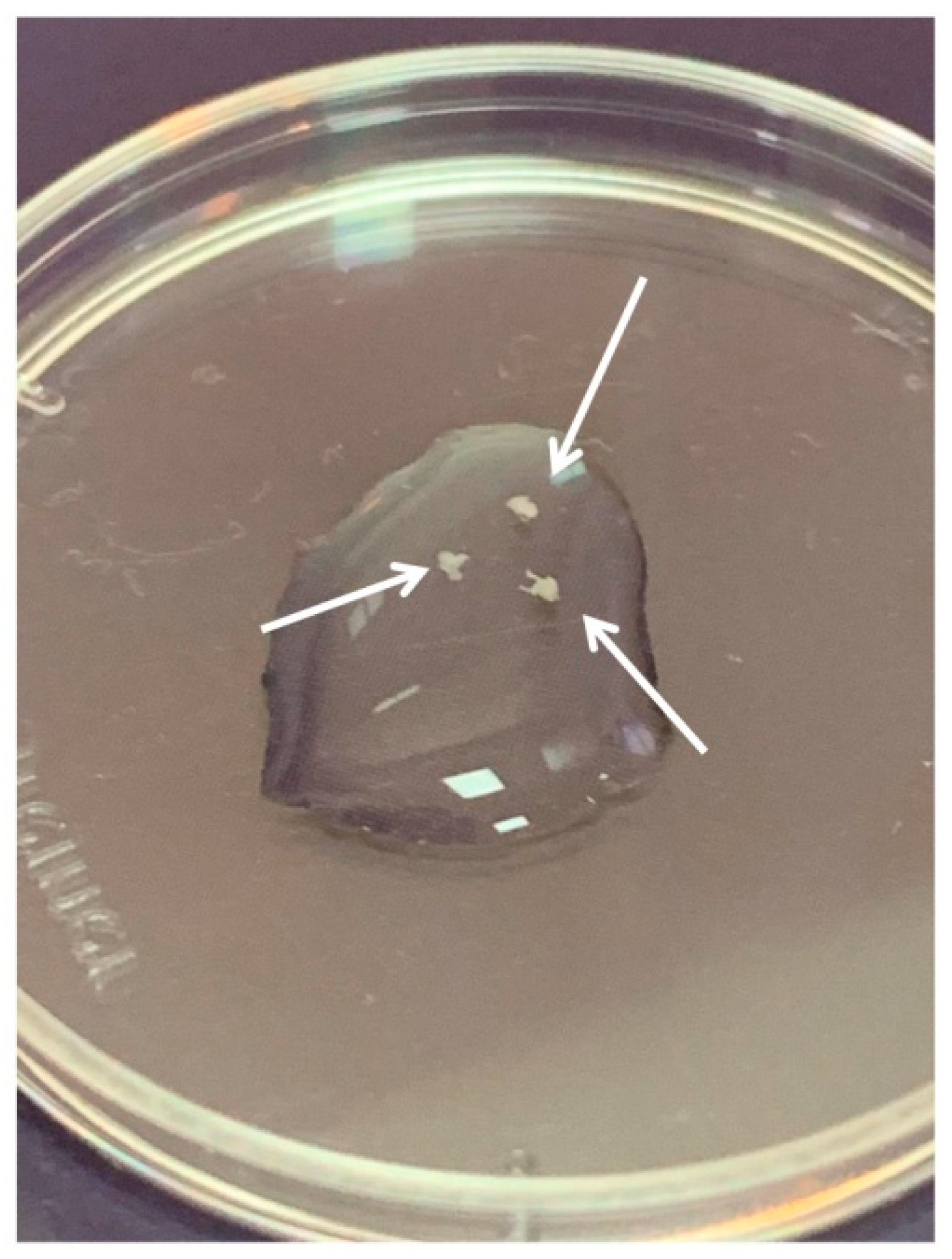 Biomedicines 08 00049 g002