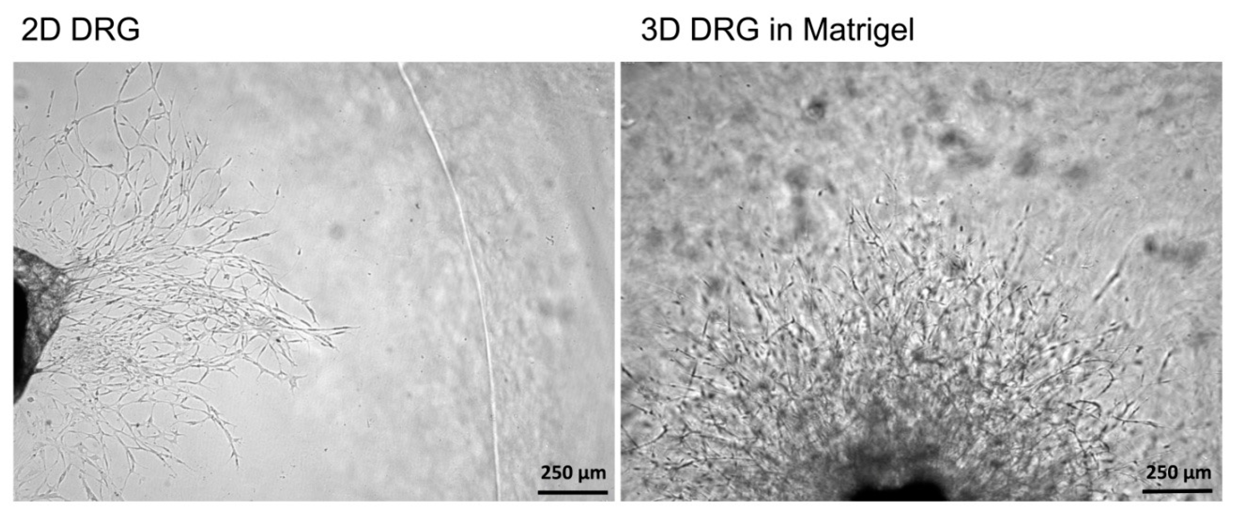 Biomedicines 08 00049 g004