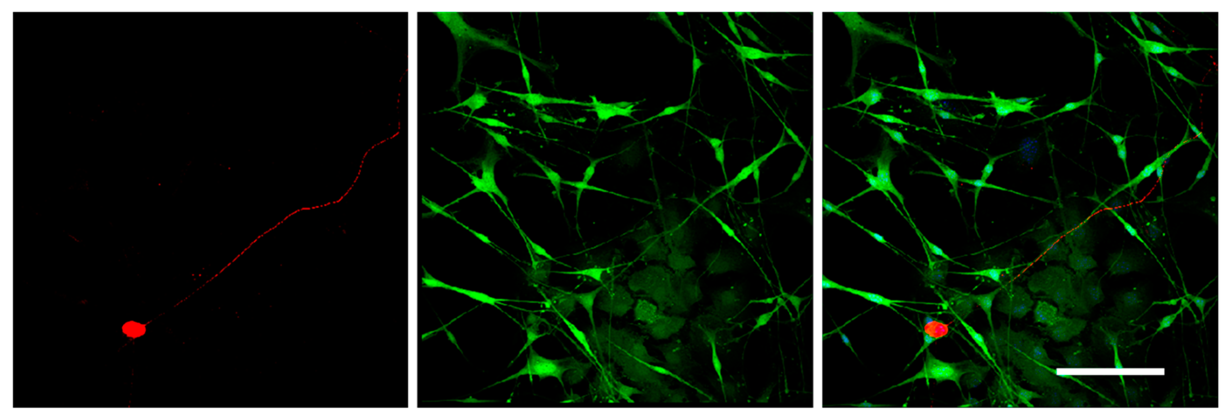 Biomedicines 08 00049 g008