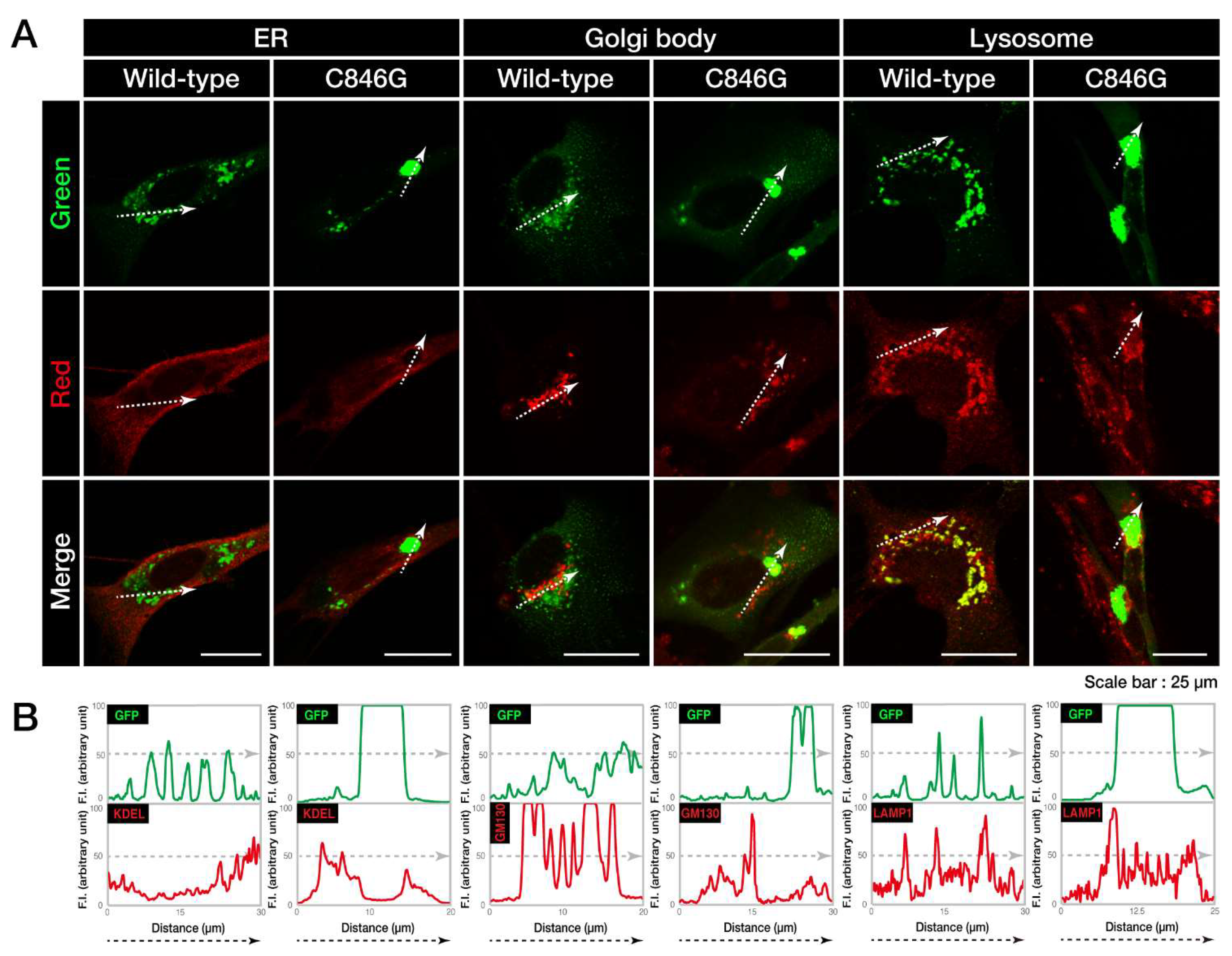 Biomedicines 08 00089 g002 Biomedicines 08 00089 g002
