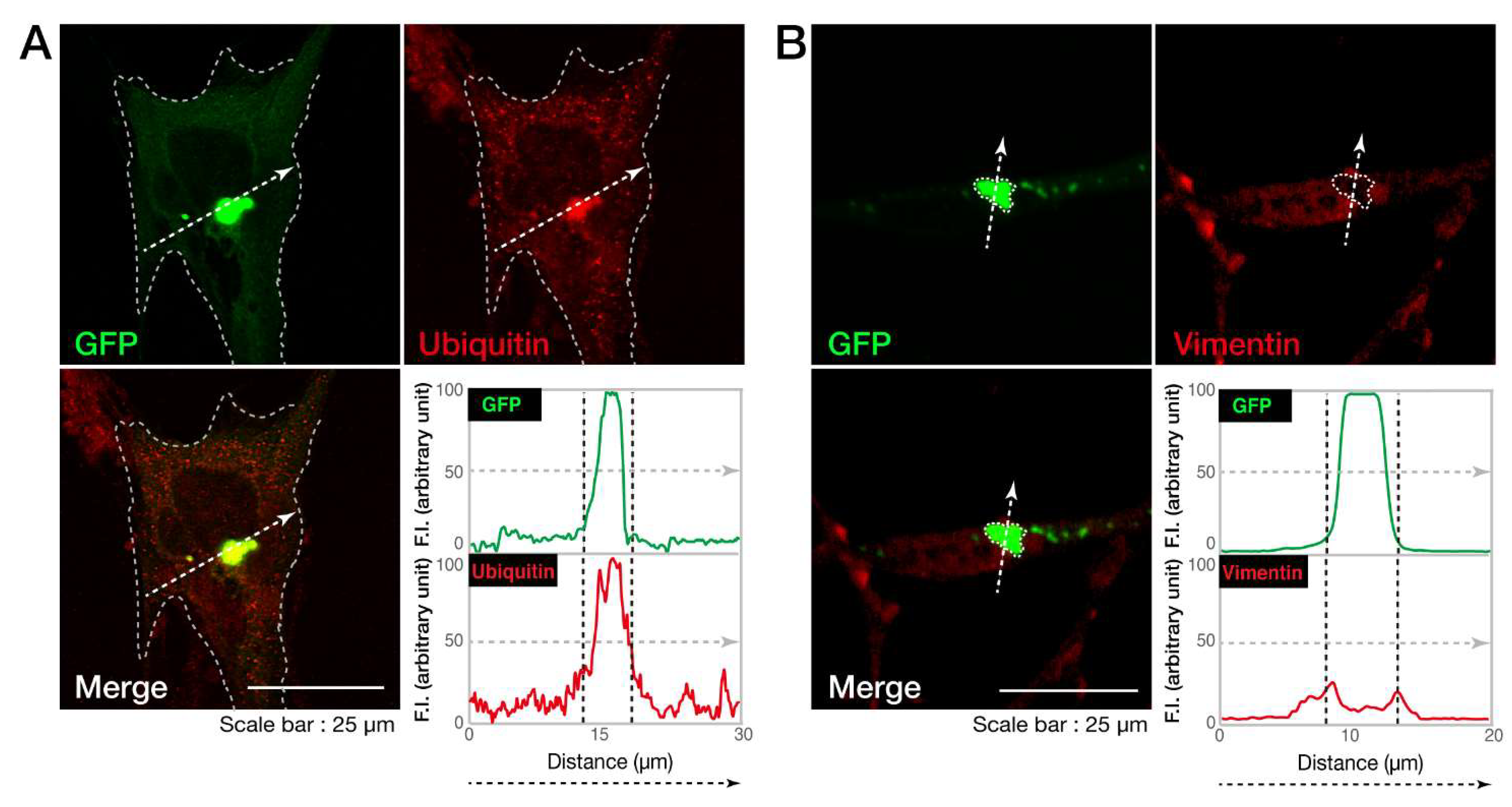 Biomedicines 08 00089 g003 Biomedicines 08 00089 g003