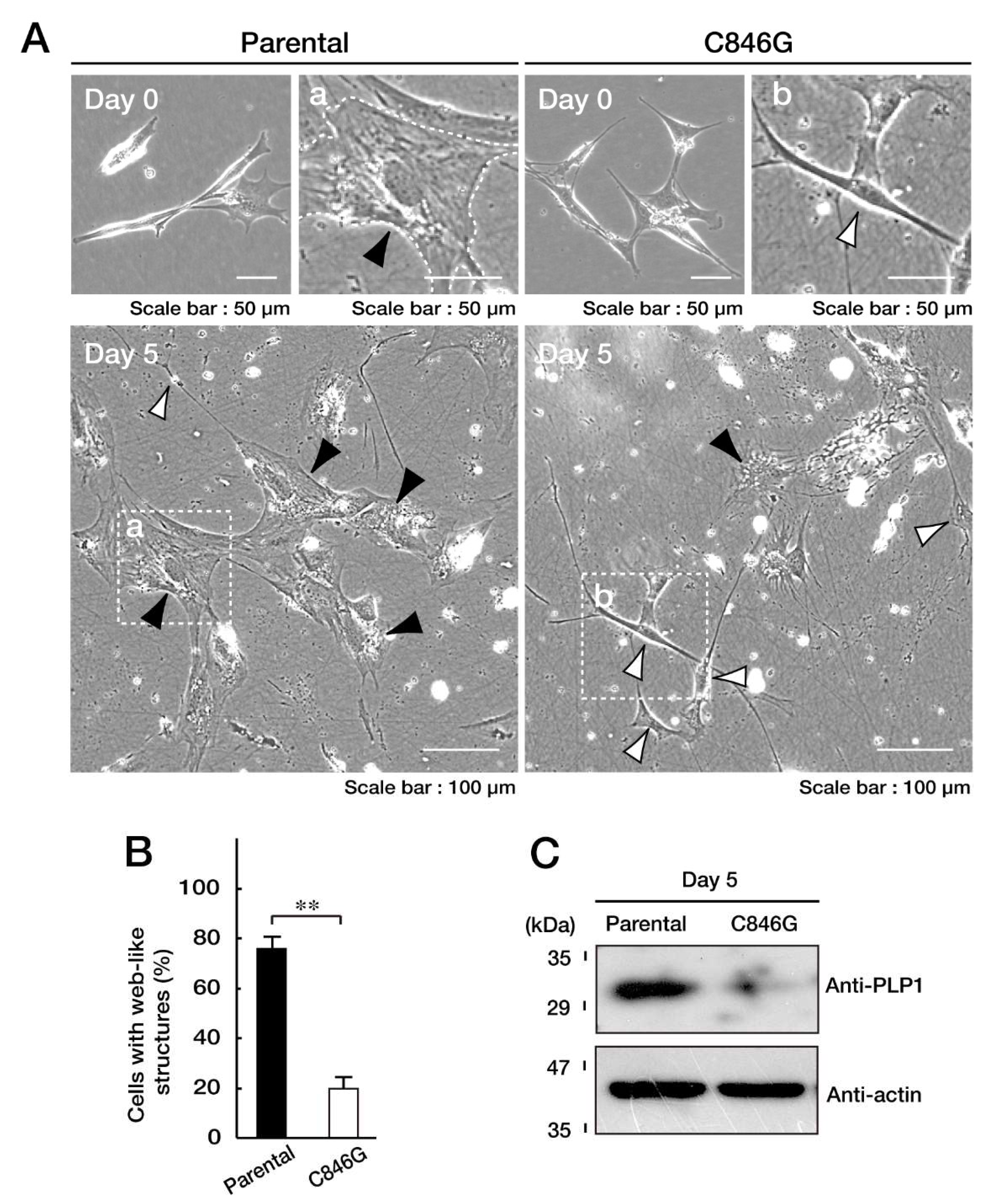 Biomedicines 08 00089 g005 Biomedicines 08 00089 g005