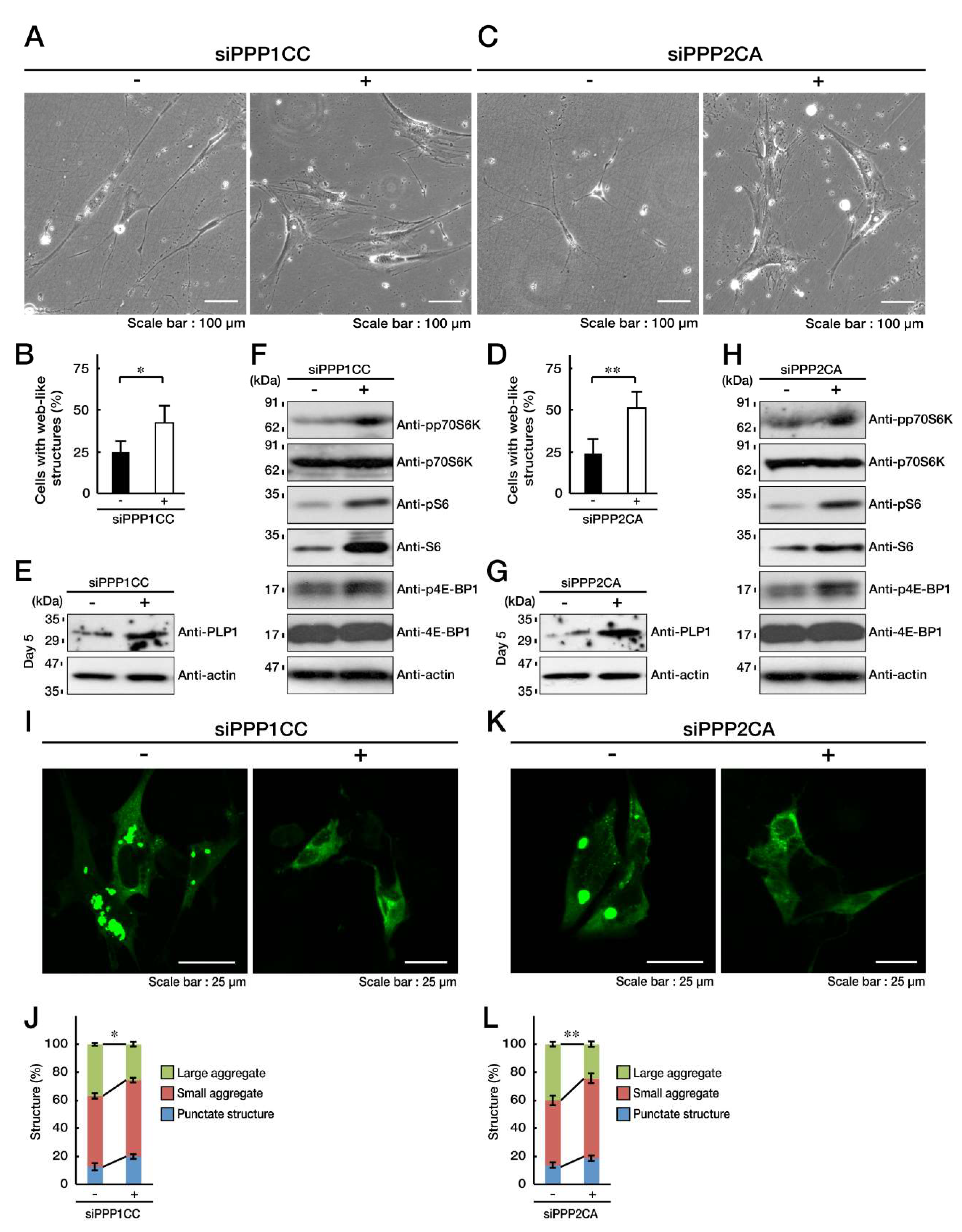 Biomedicines 08 00089 g007