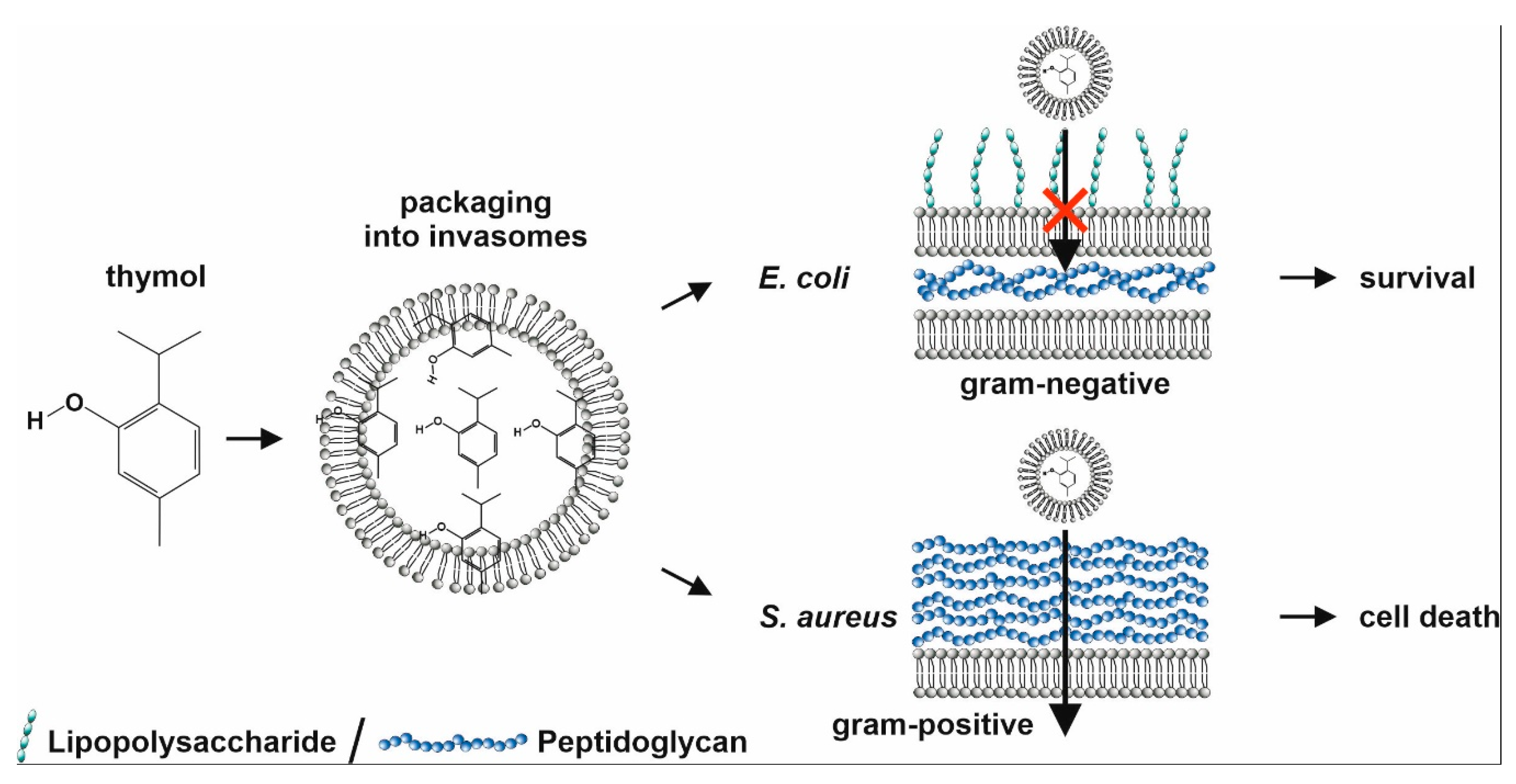 Biomedicines 08 00105 g011 Biomedicines 08 00105 g011