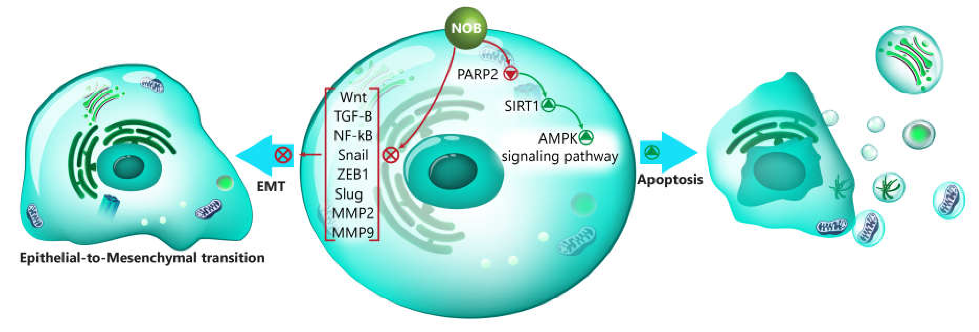 Biomedicines 08 00110 g001