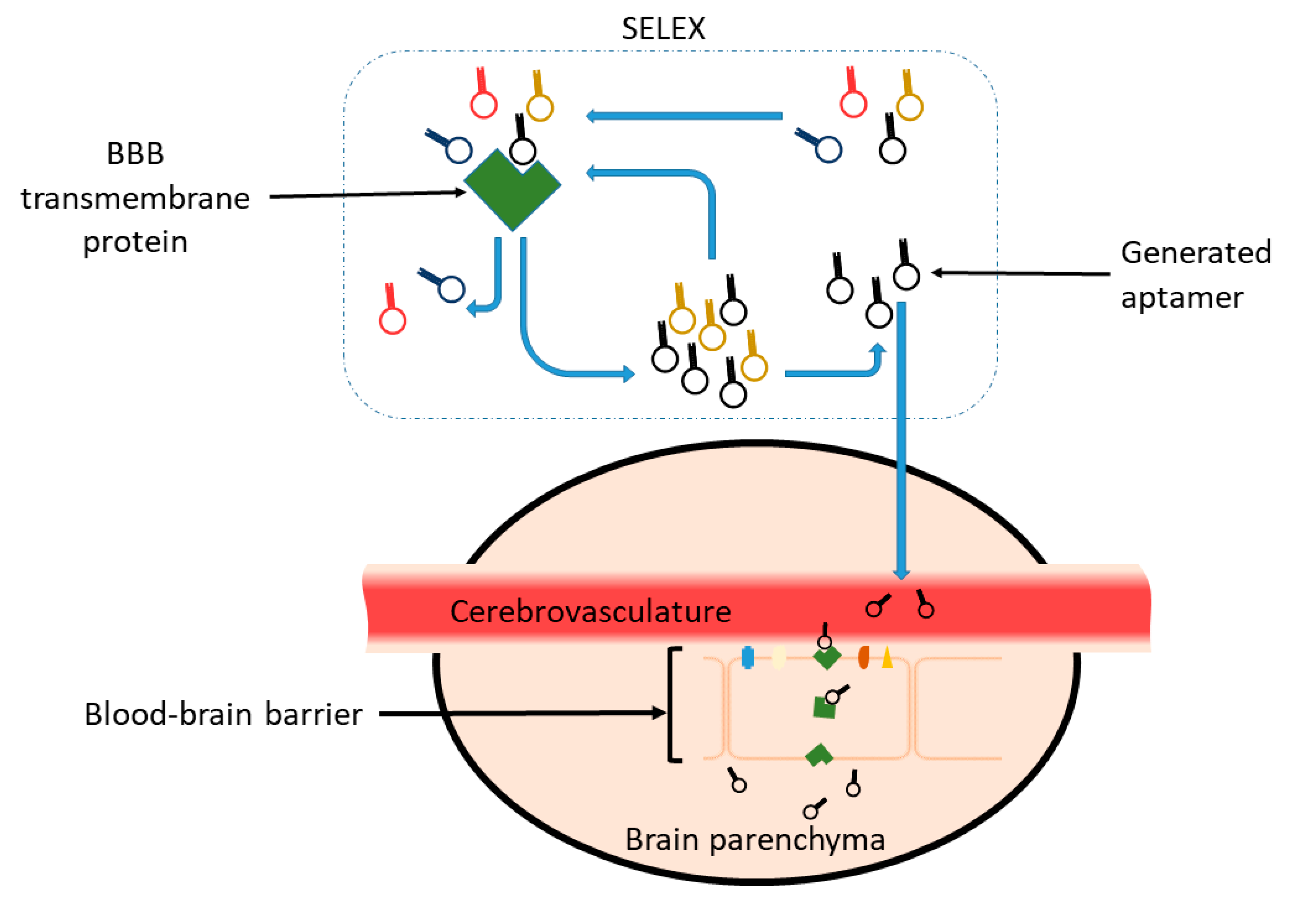 Biomedicines 08 00120 g002
