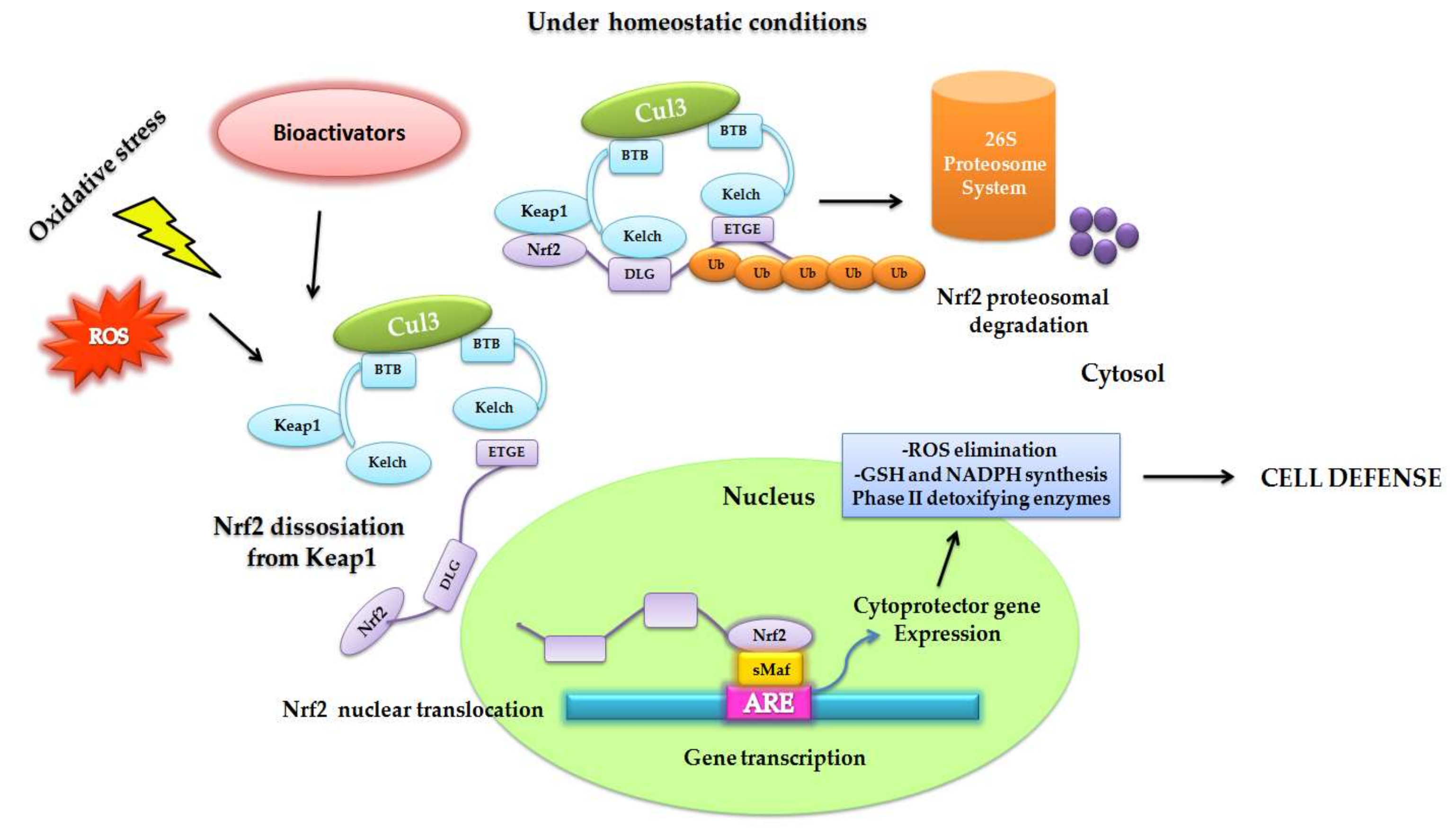 Biomedicines 08 00122 g002