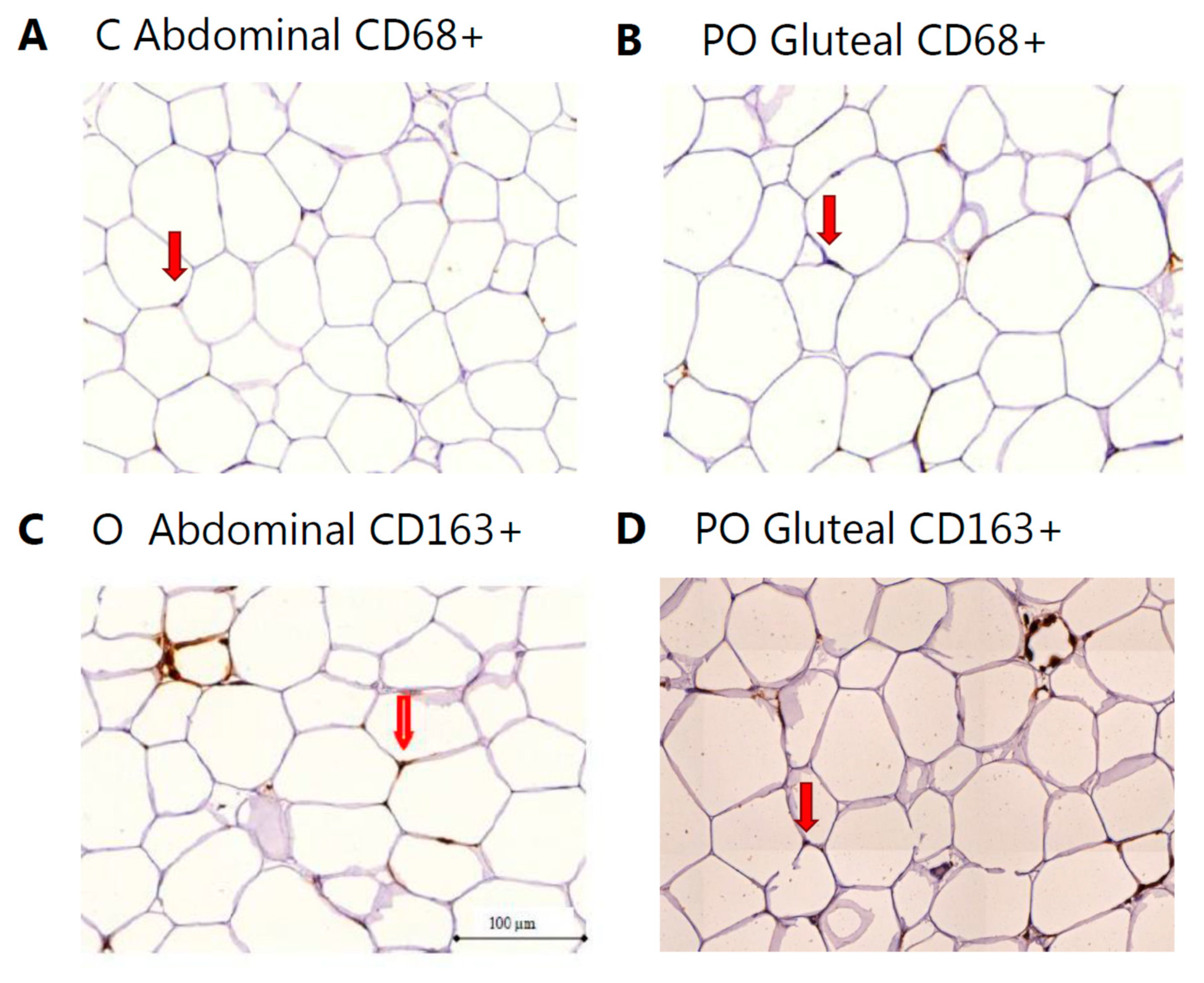 Biomedicines 08 00123 g001 Biomedicines 08 00123 g001