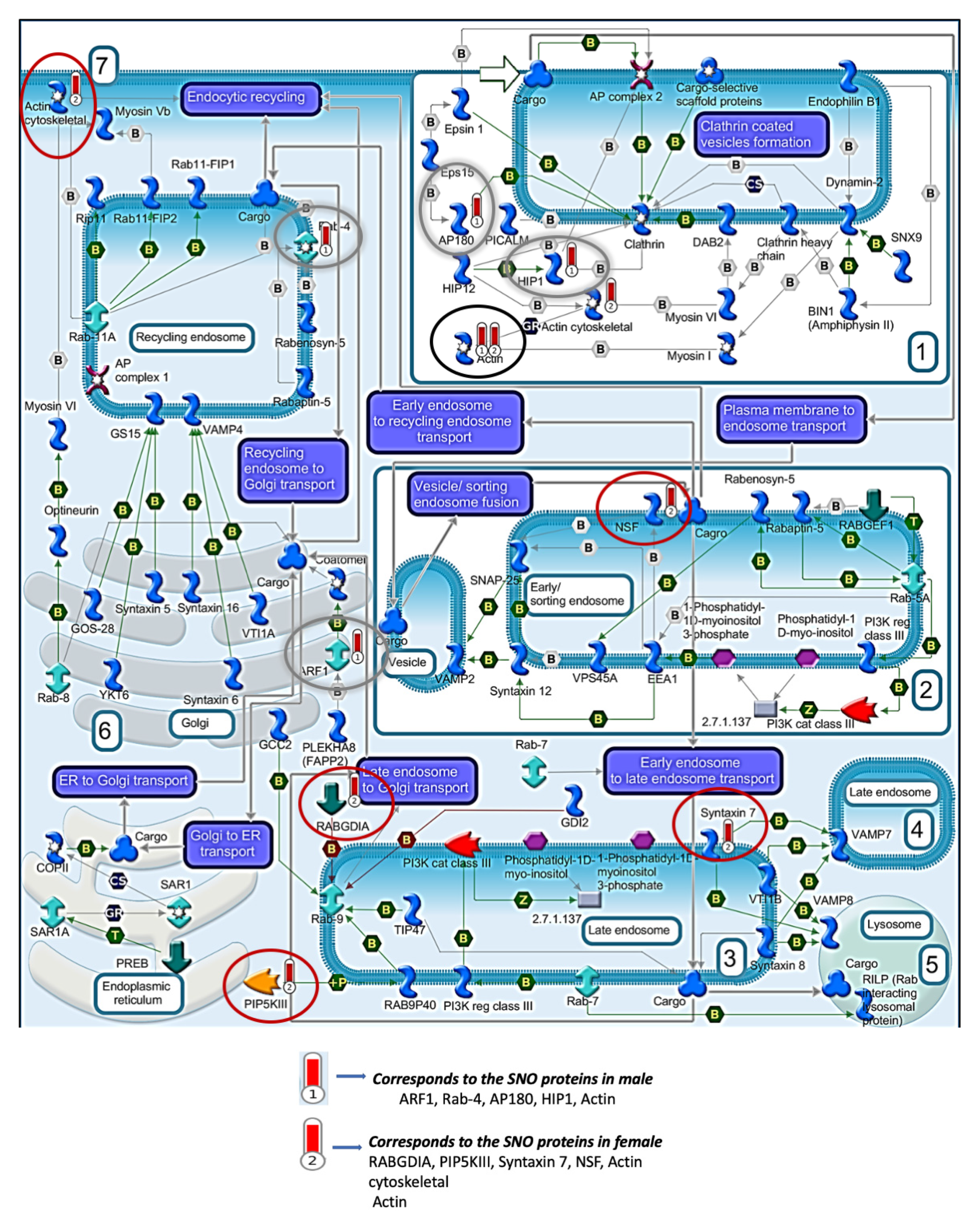 Biomedicines 08 00124 g003