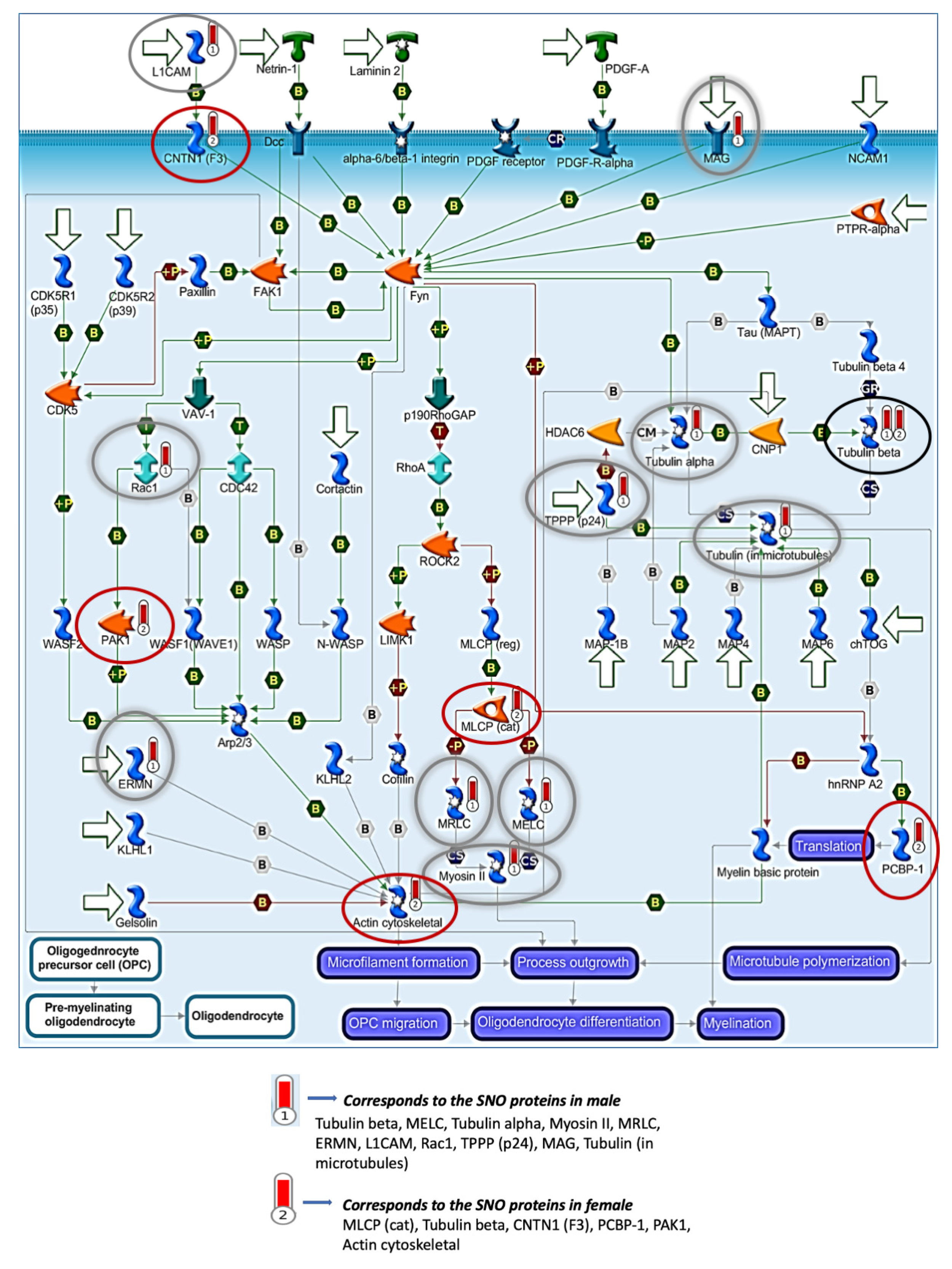 Biomedicines 08 00124 g004