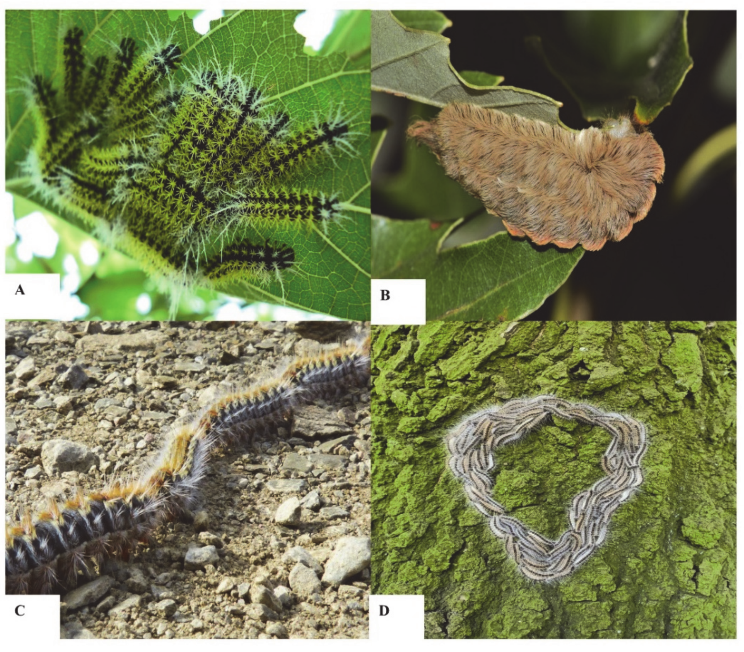 Biomedicines 08 00143 g001 Biomedicines 08 00143 g001