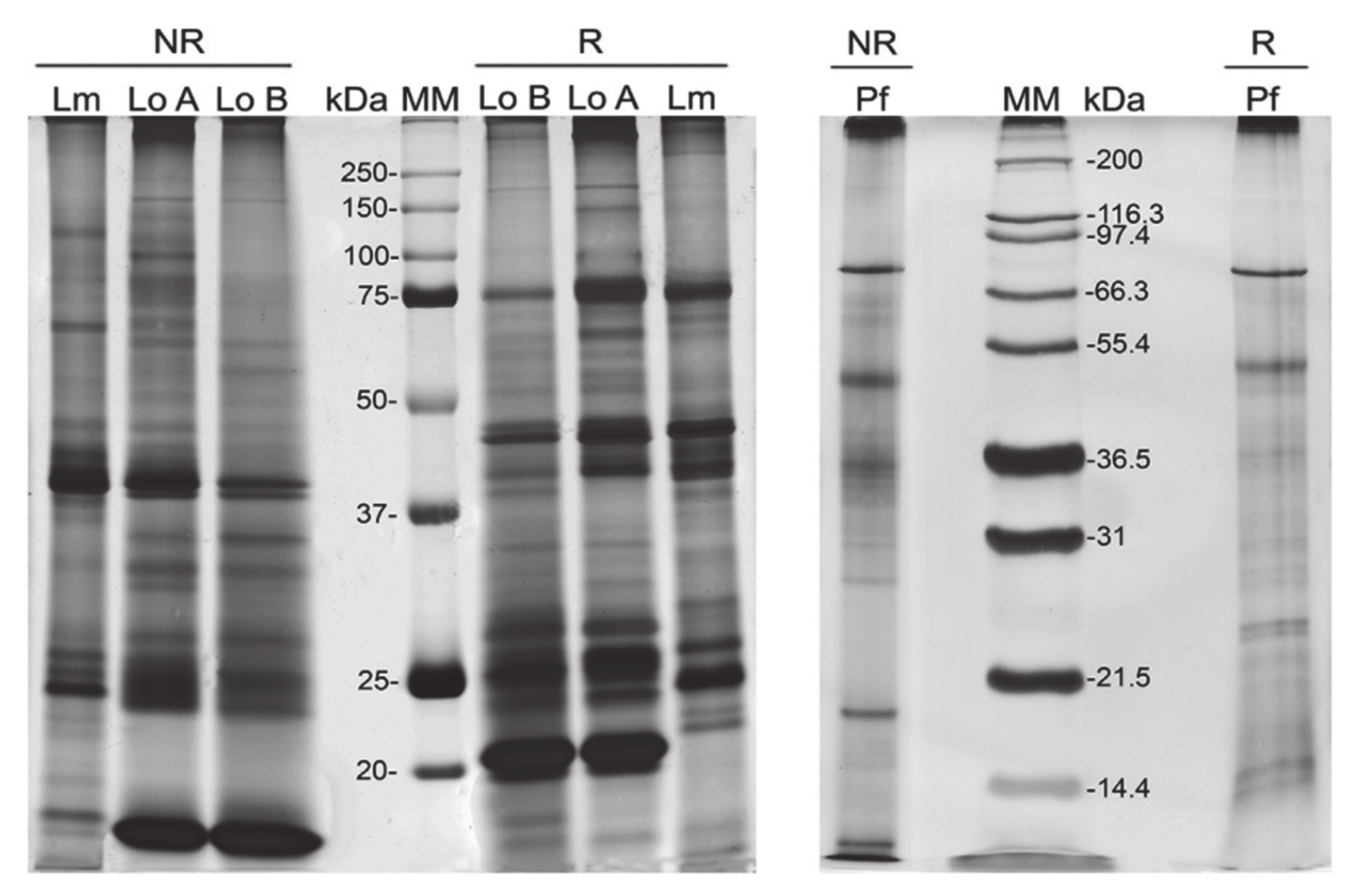 Biomedicines 08 00143 g007 Biomedicines 08 00143 g007