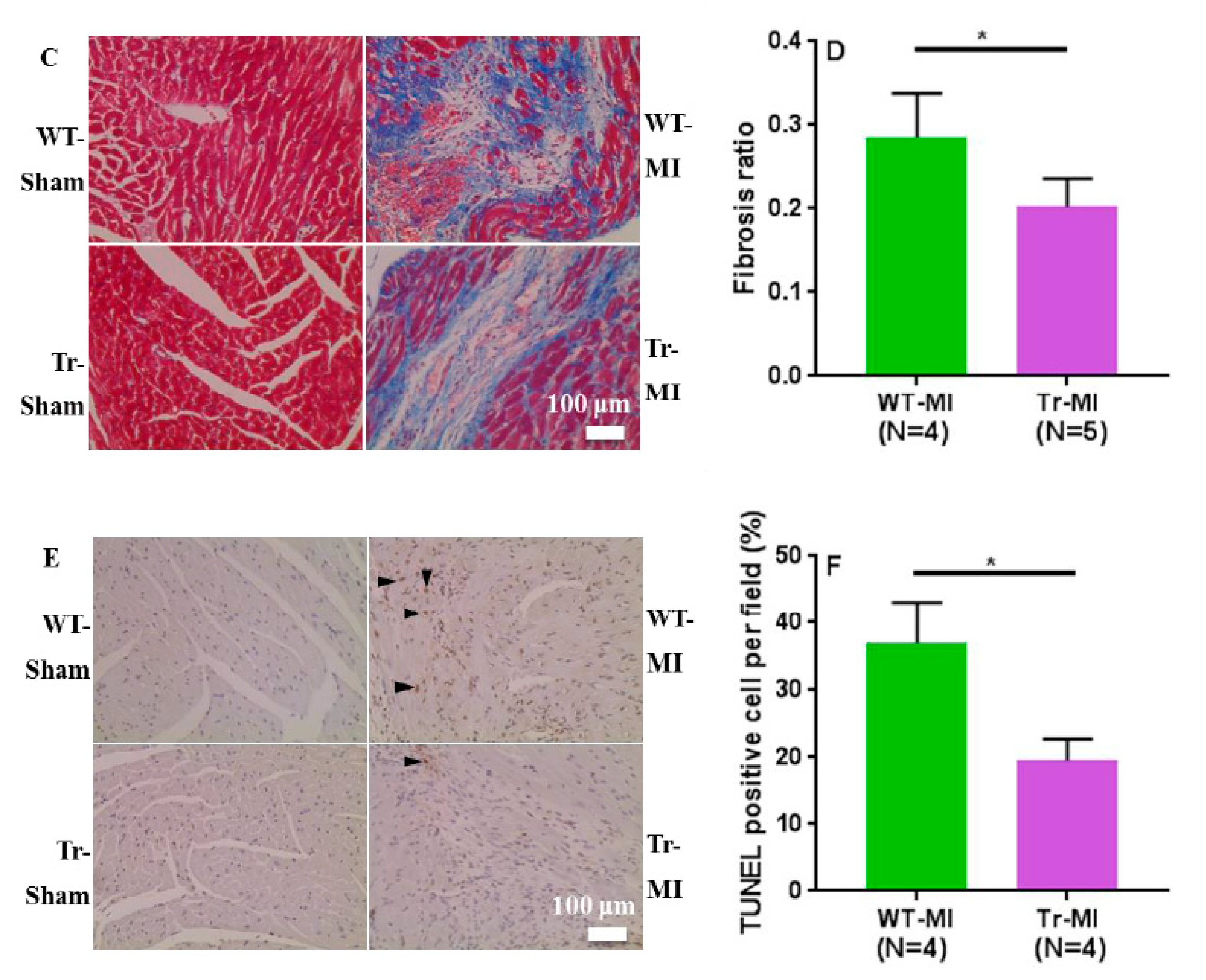 Biomedicines 08 00144 g007b Biomedicines 08 00144 g007b