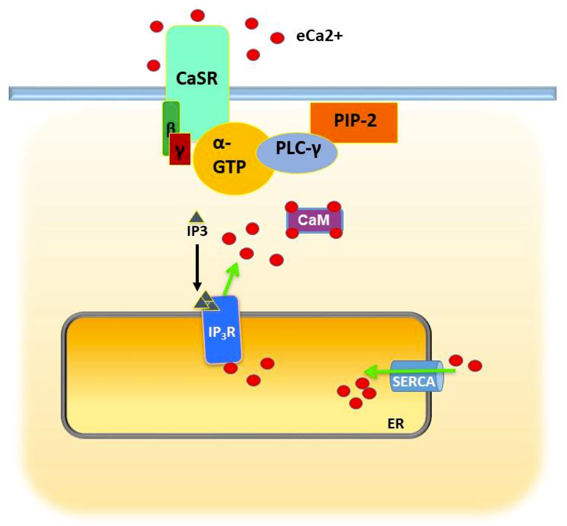 Biomedicines 08 00169 g002