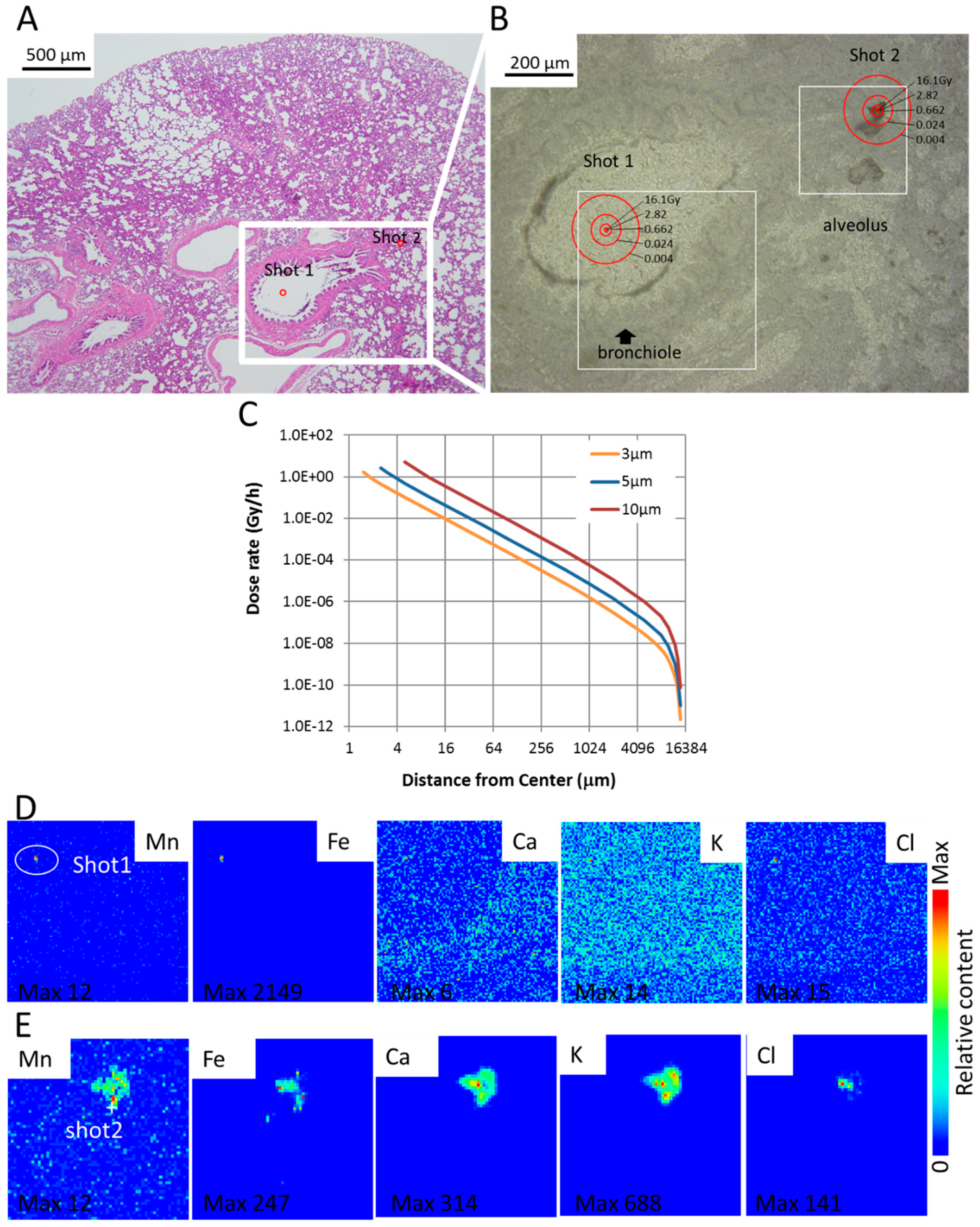 Biomedicines 08 00171 g005